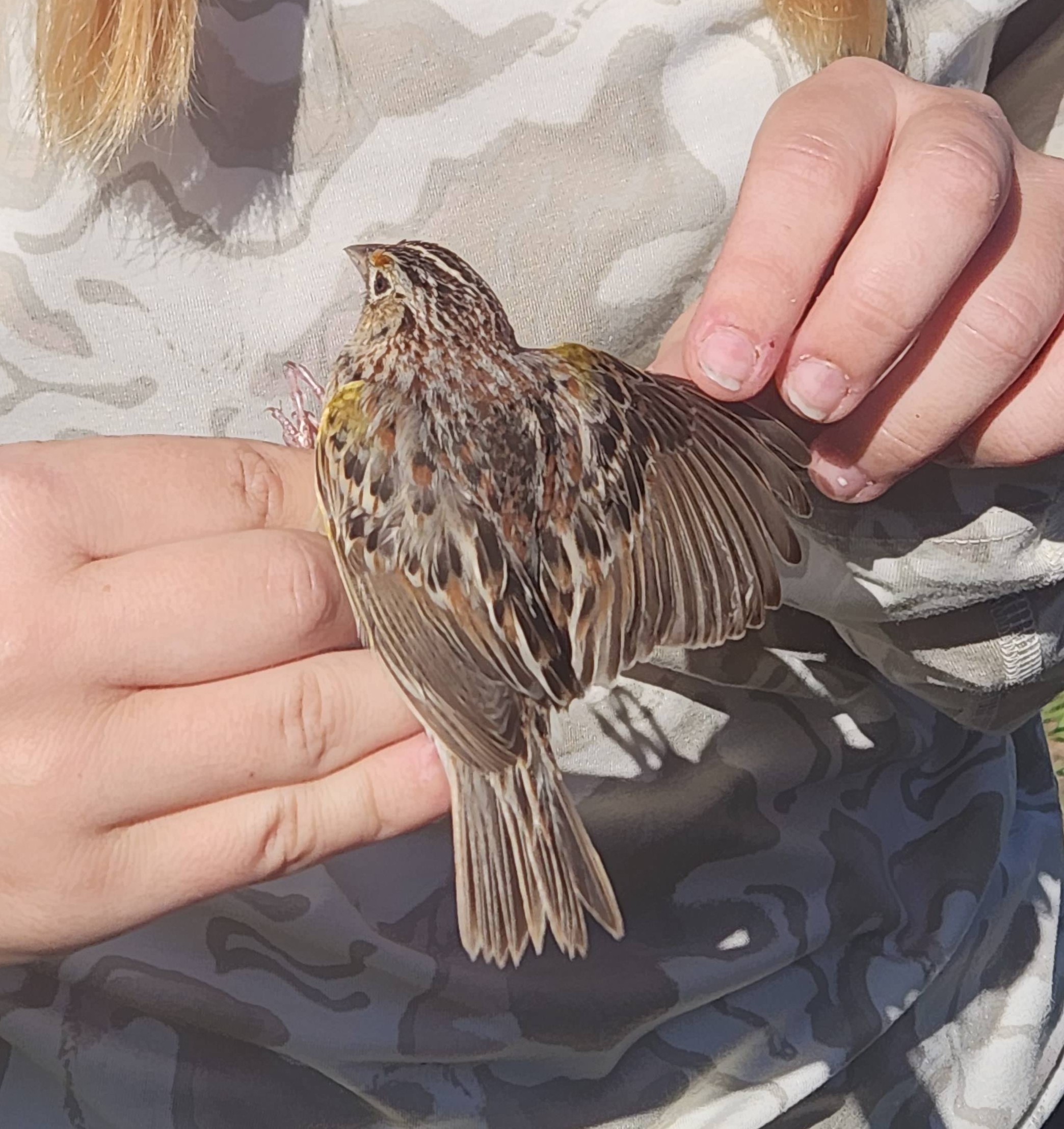 photo of a grasshopper sparrow