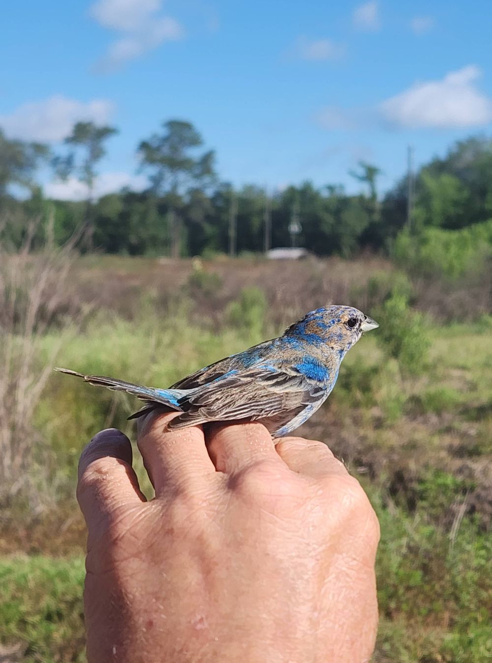 photo of a juvenile indigo bunting