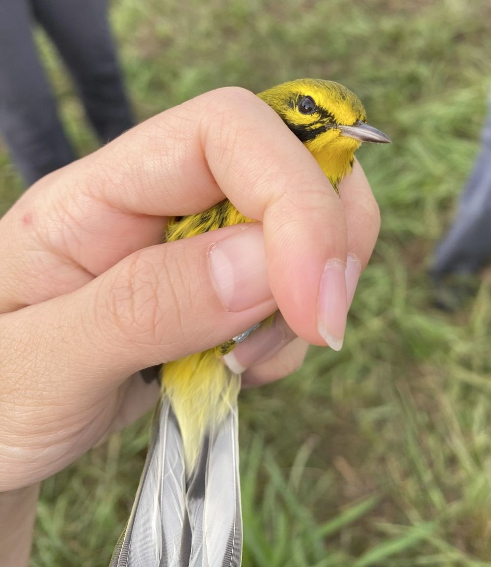 photo of a prairie warbler