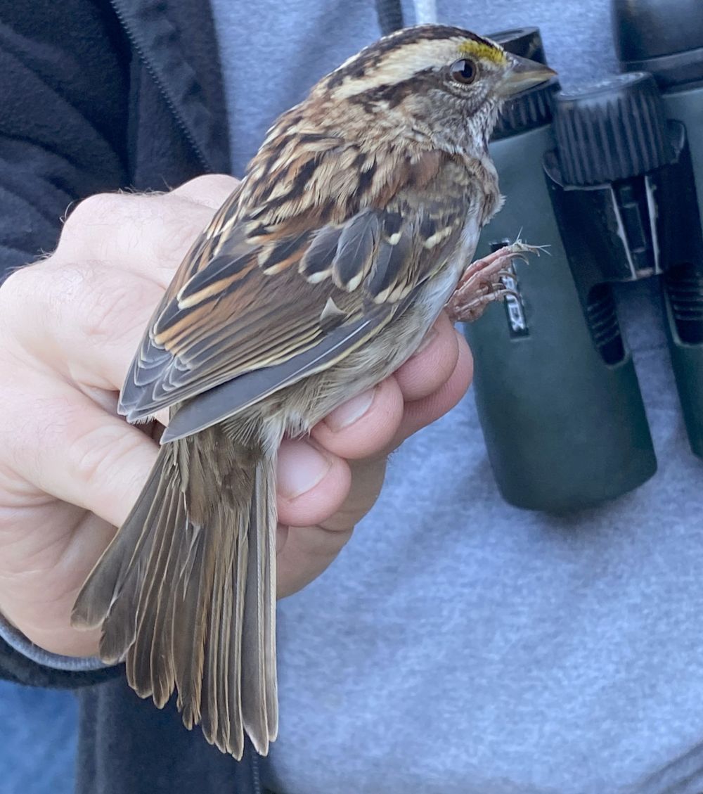 photo of a white-throated sparrow