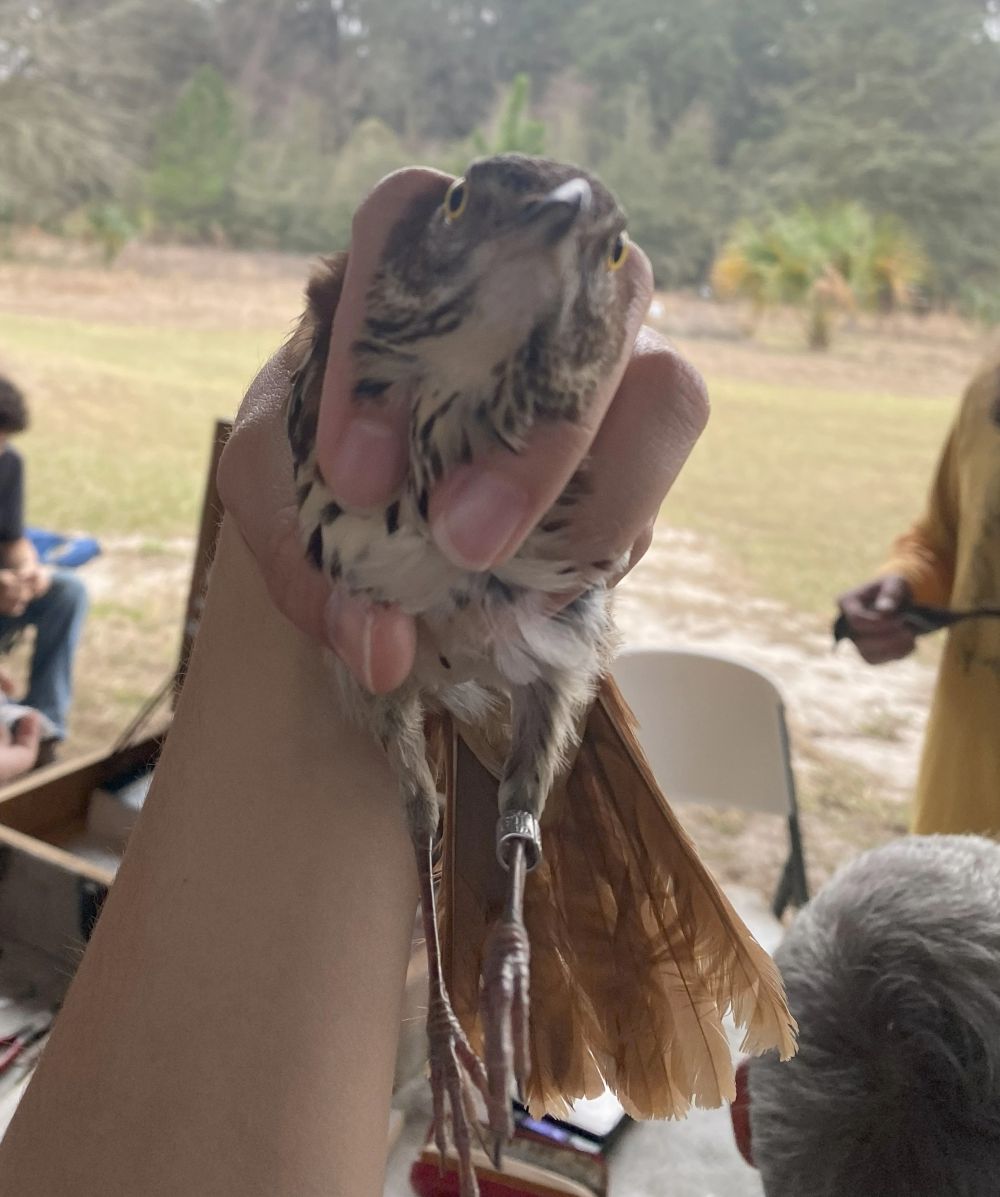 scuffed photo of a brown thrasher
