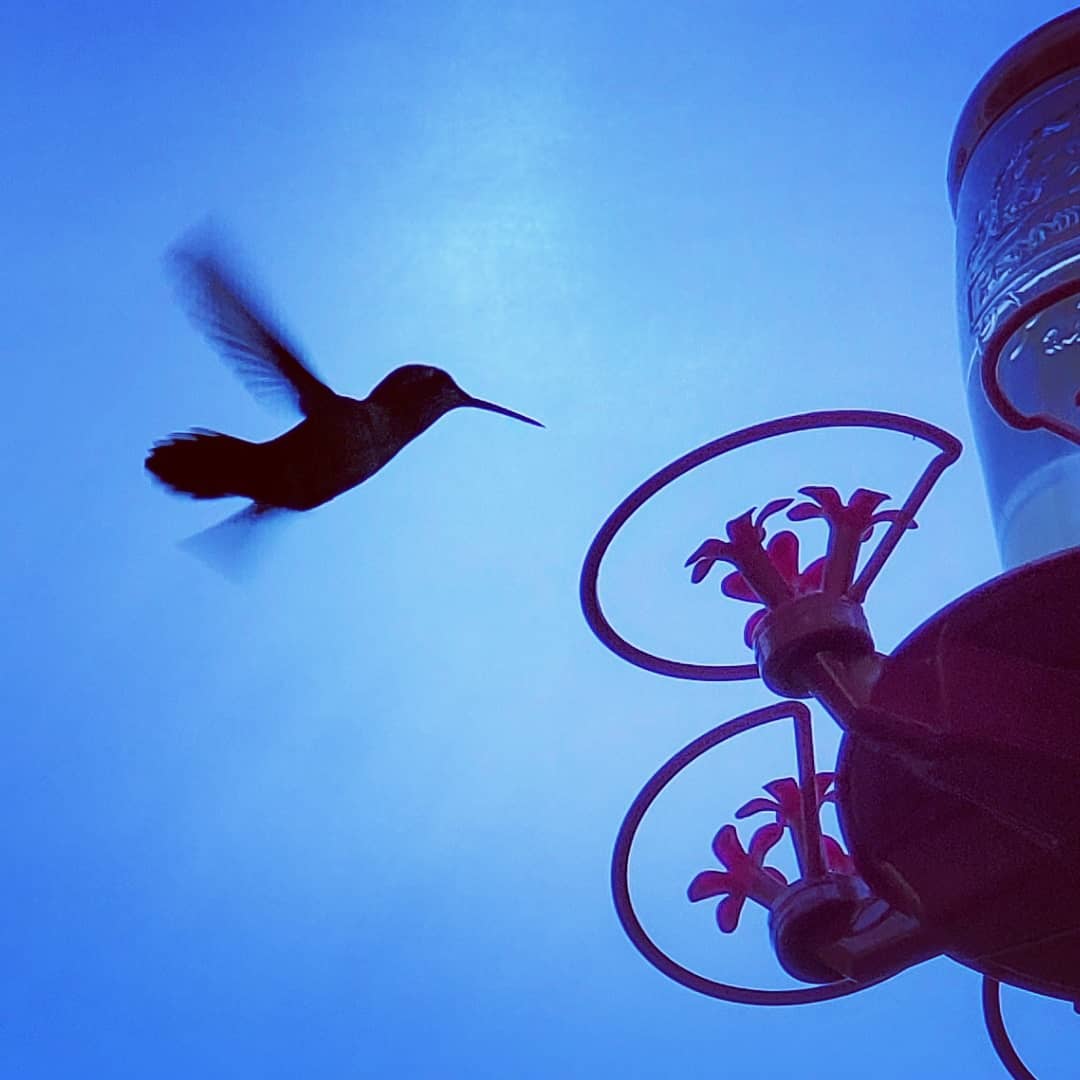  Birb
