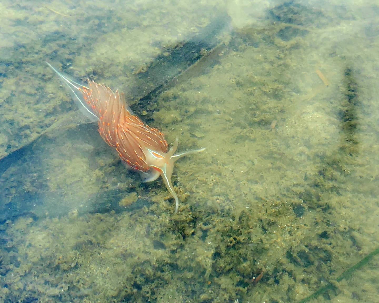  I saw a Nudibranch! (somewhere in Oregon)