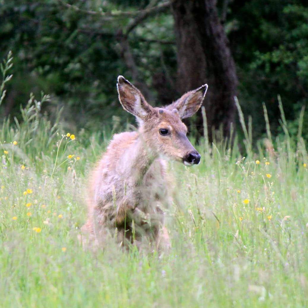  baby deer, Bellingham Wa