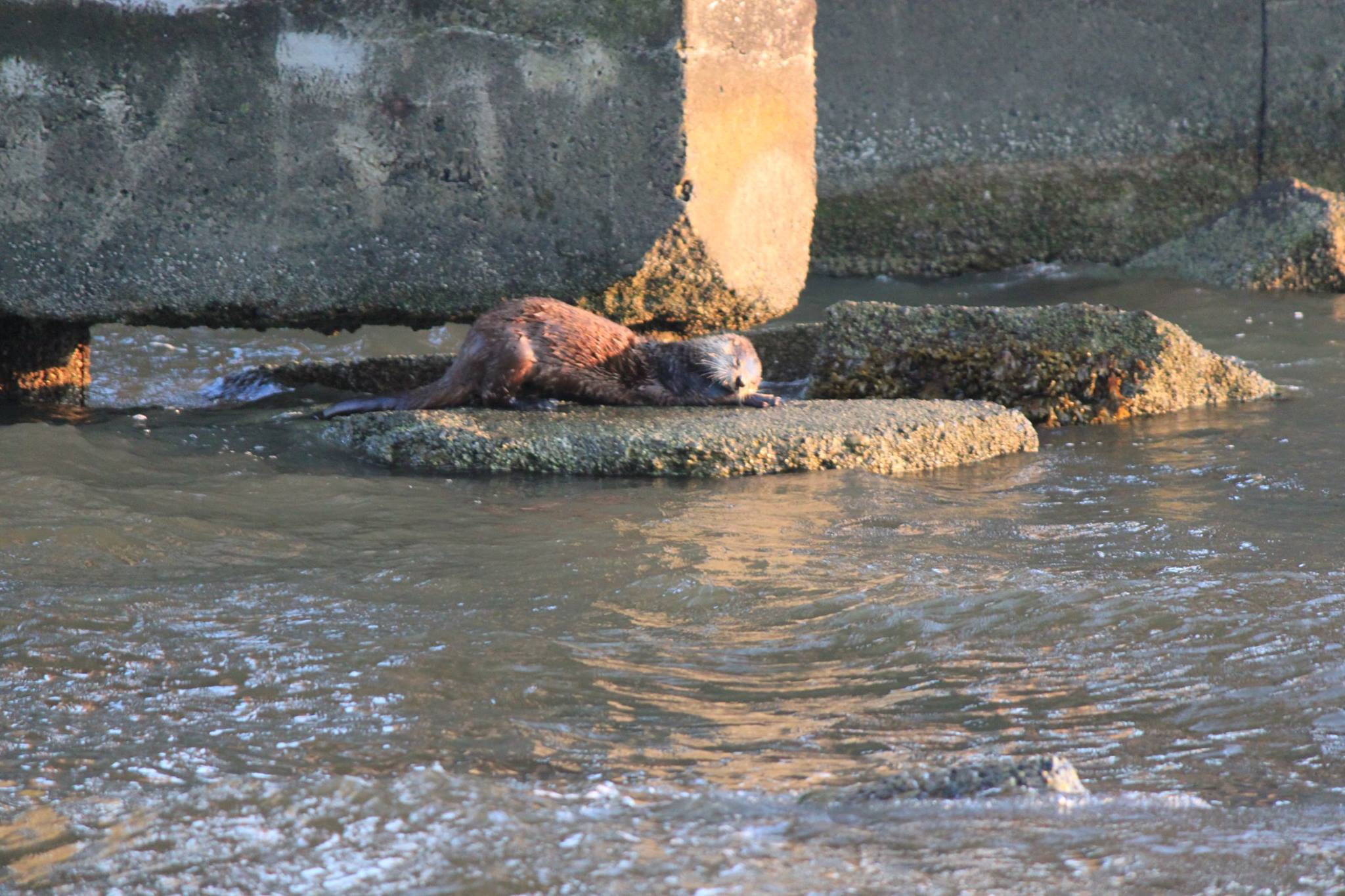 River Otter, Bellingham Wa