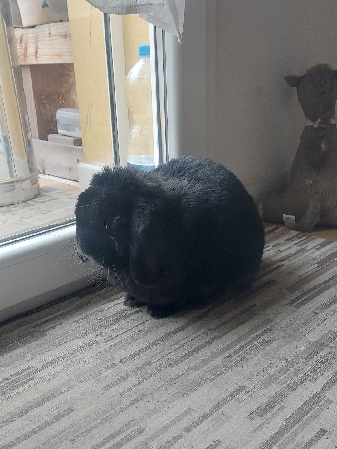 bunny