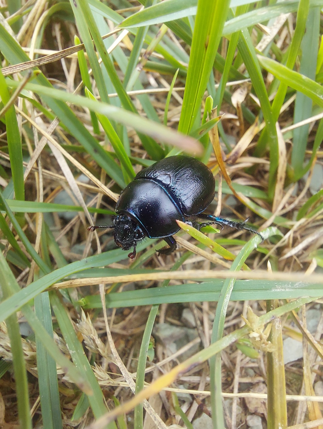 beetle