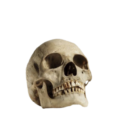 skull skull