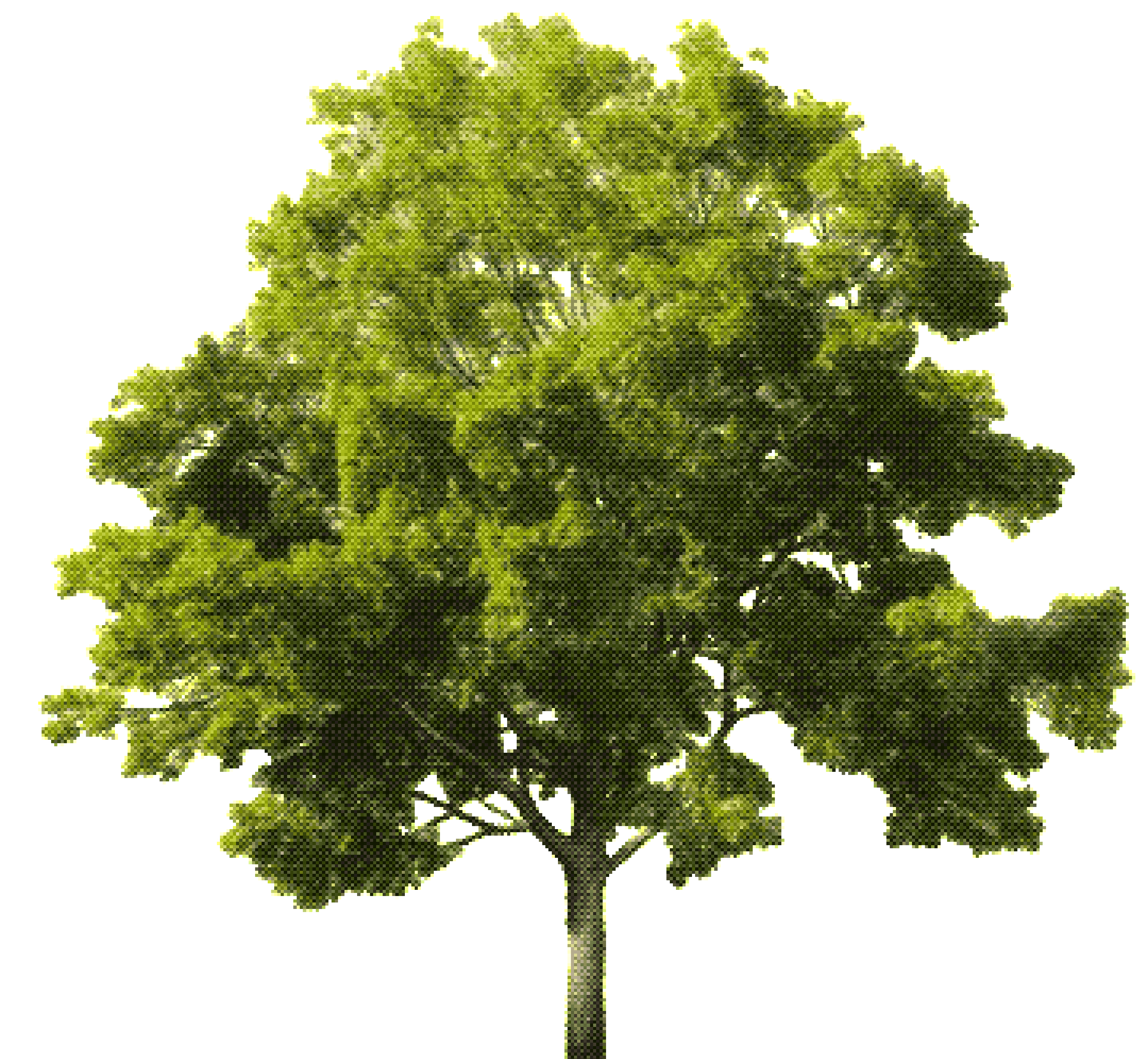 tree