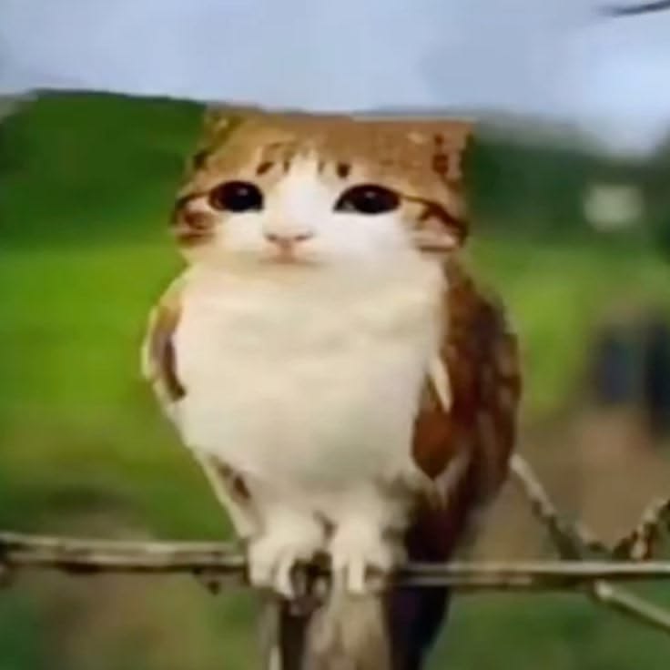 meowl.jpeg