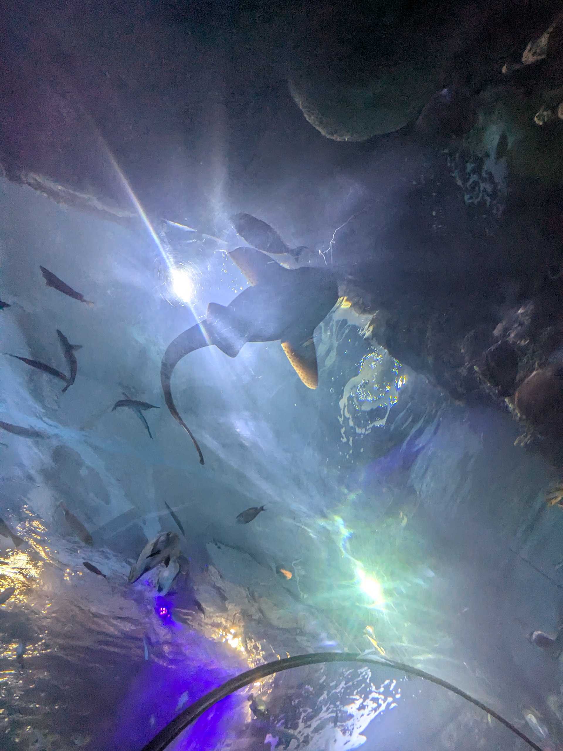 A shark in an aquarium, nearly eclipsing a bright light.