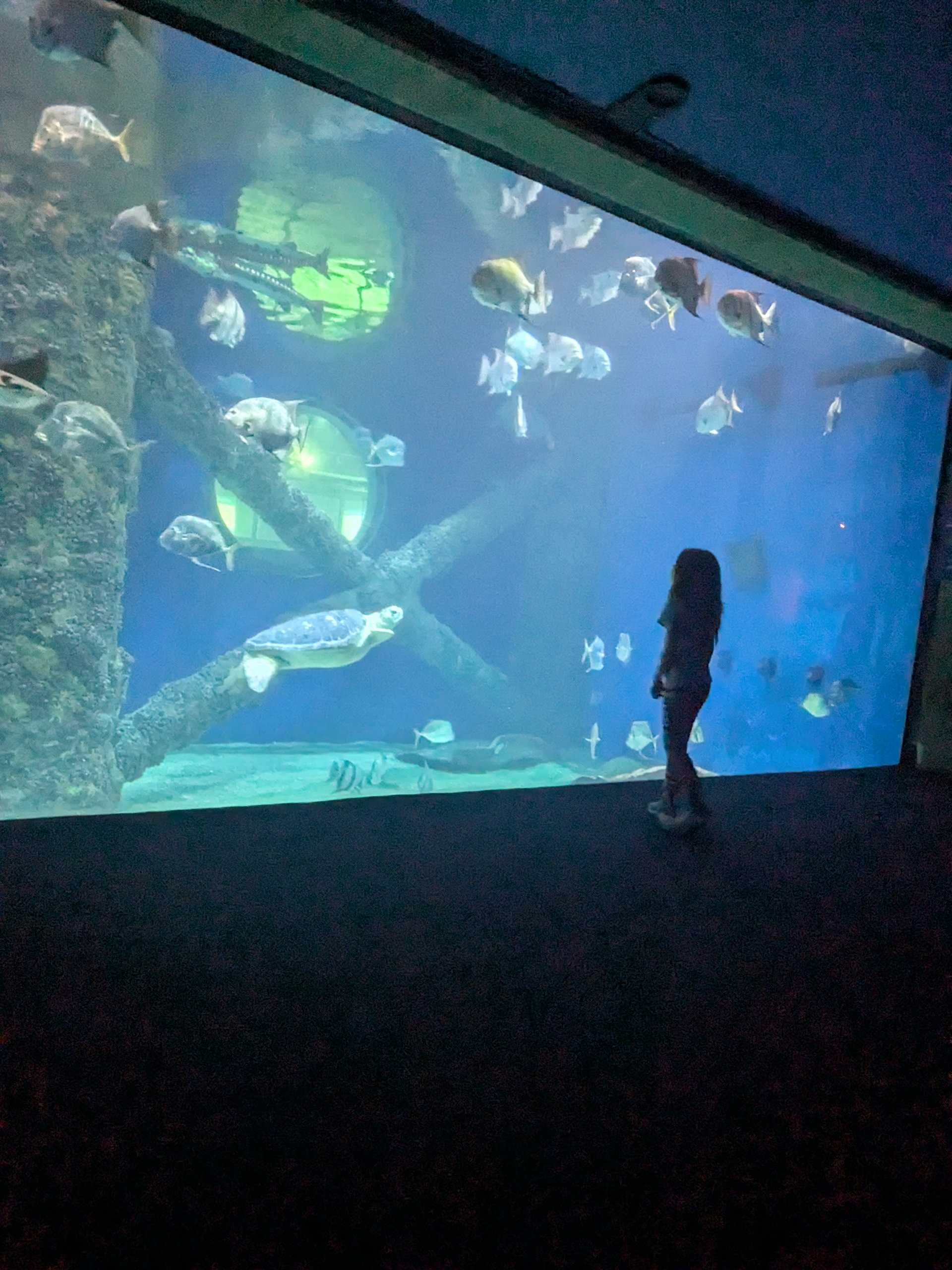 A short kid standing in front of a large, blue fish aquarium.