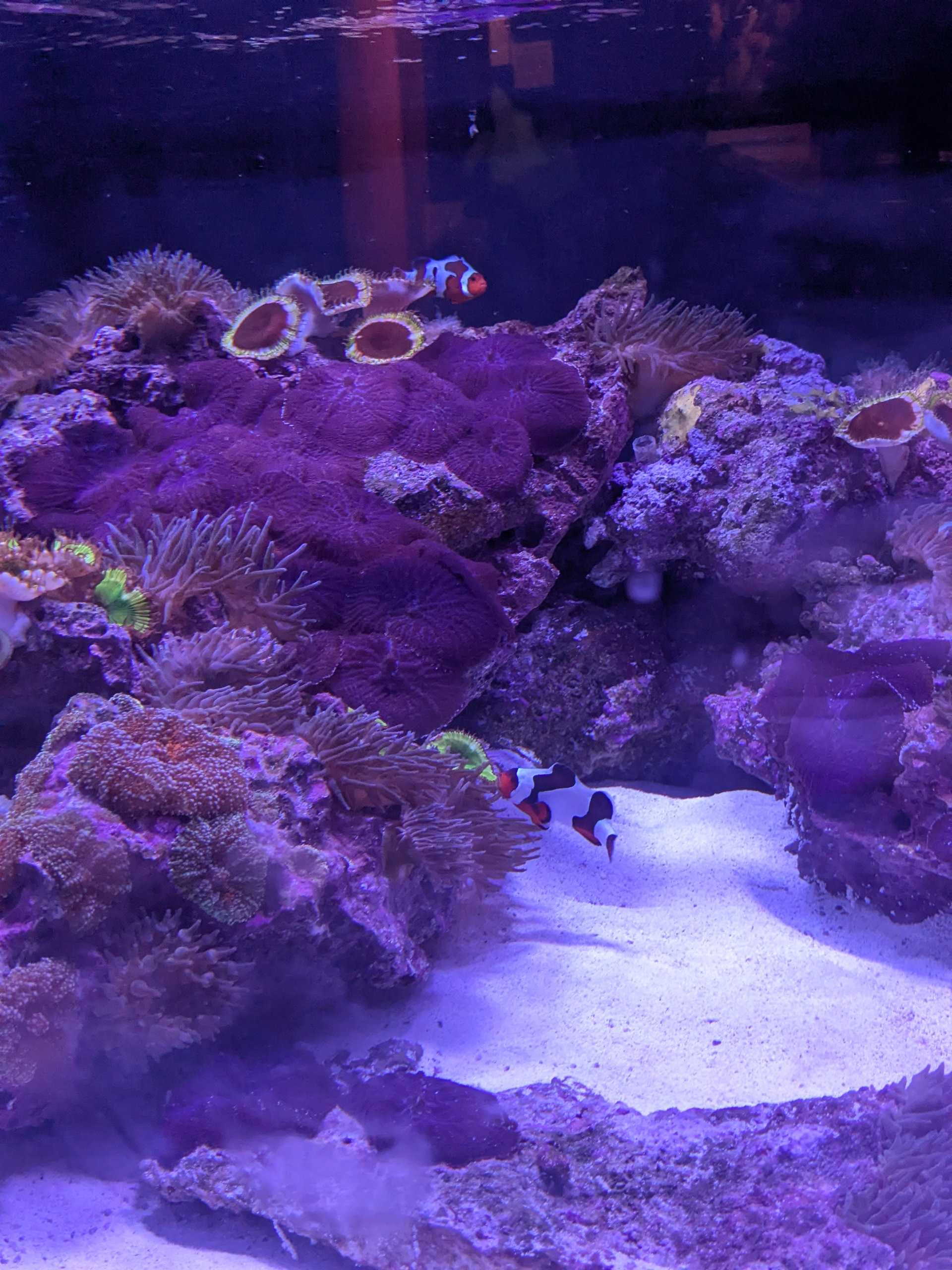 A purple-tinted clownfish aquarium.