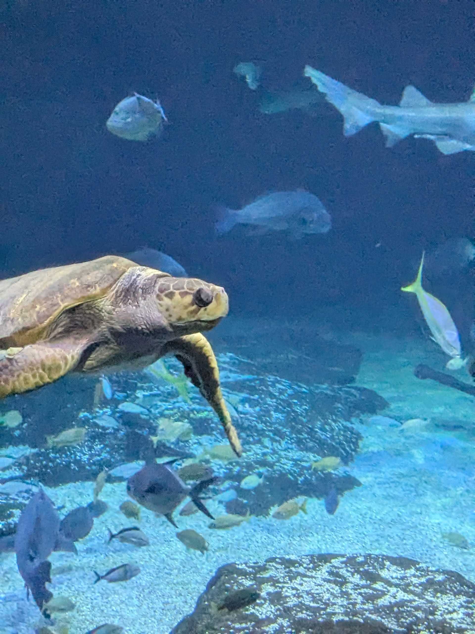 A sea turtle in a blue-tinted aquarium