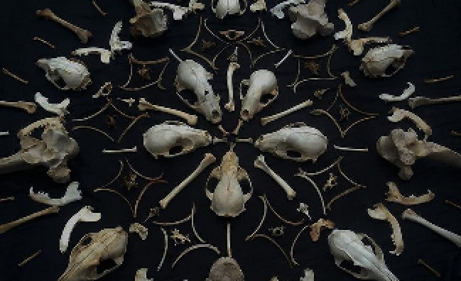 bones display