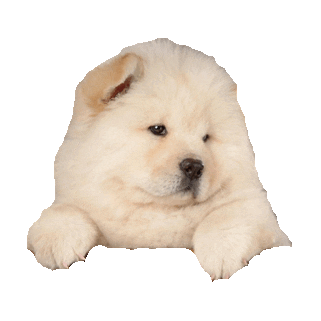 GIF of Chow Chow puppy