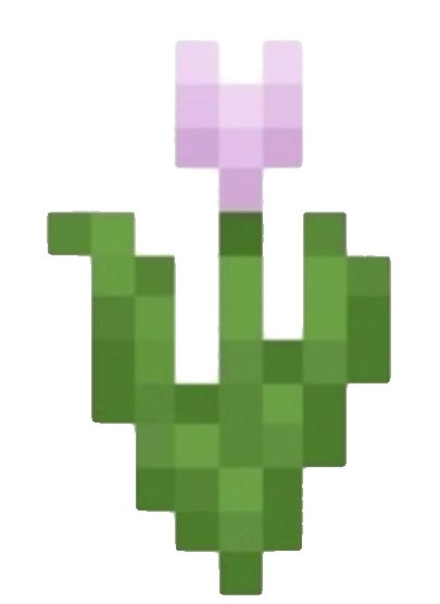 Pink tulip