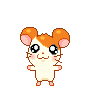 hamtaro