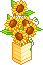 sunflower box