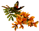 butterfly branch