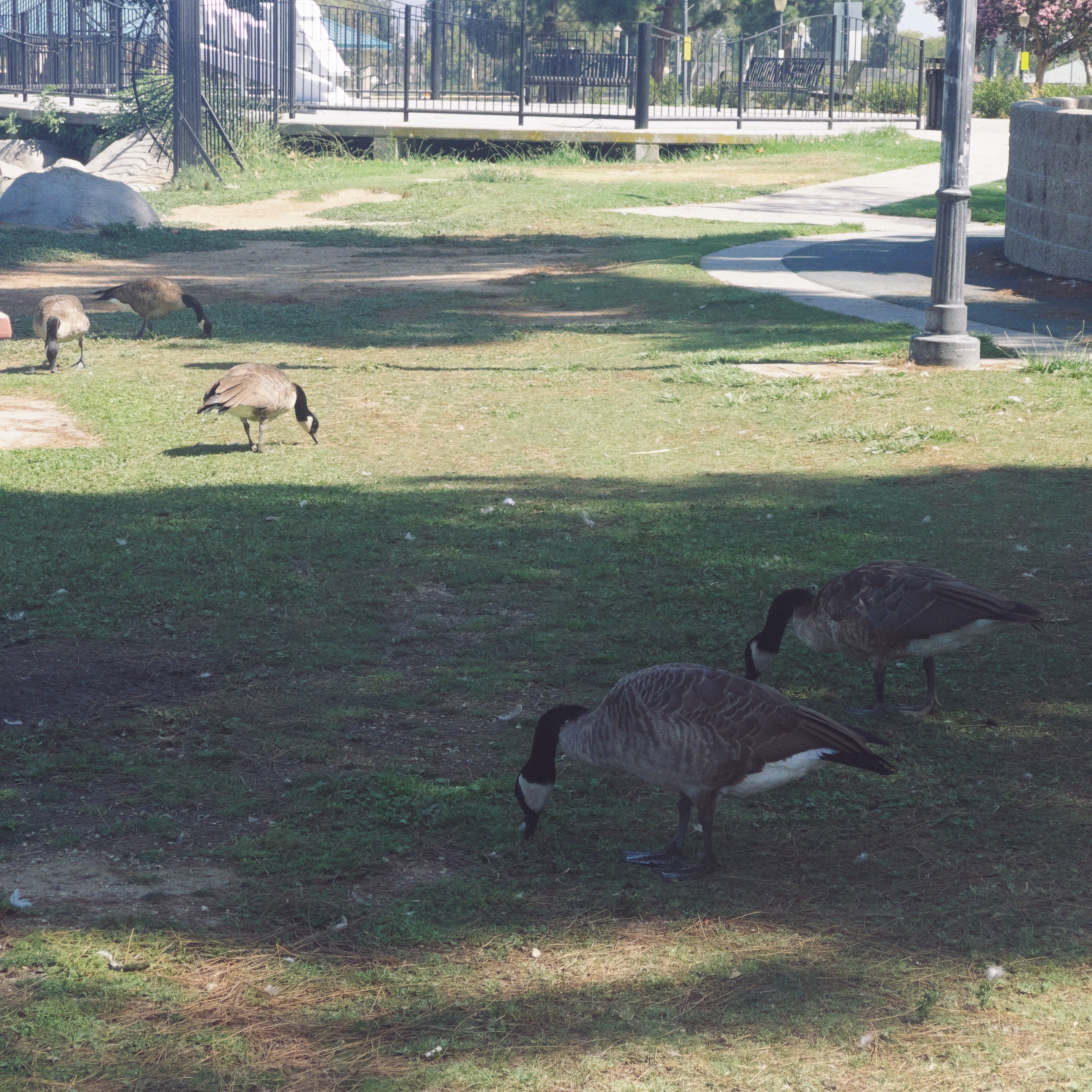 canadageese2