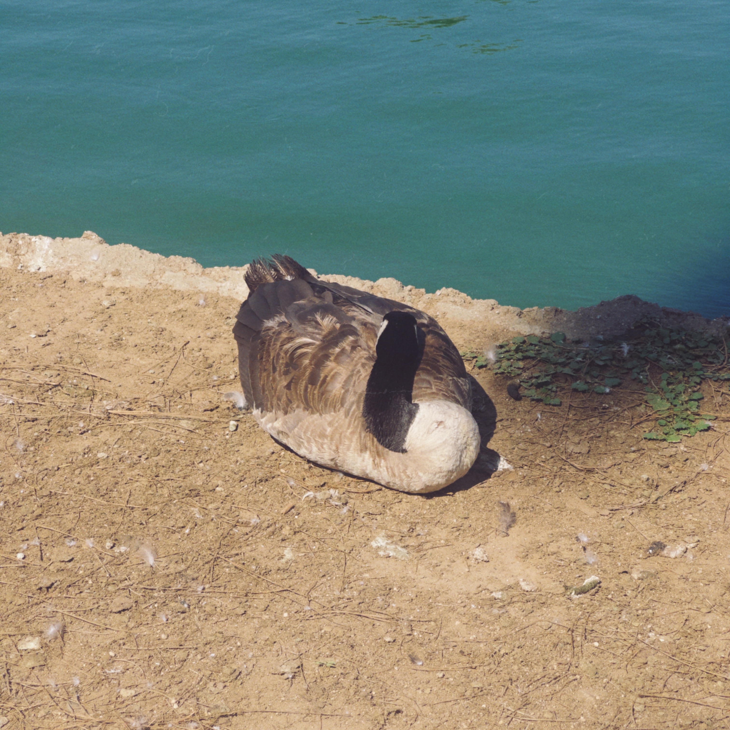 canadageese3