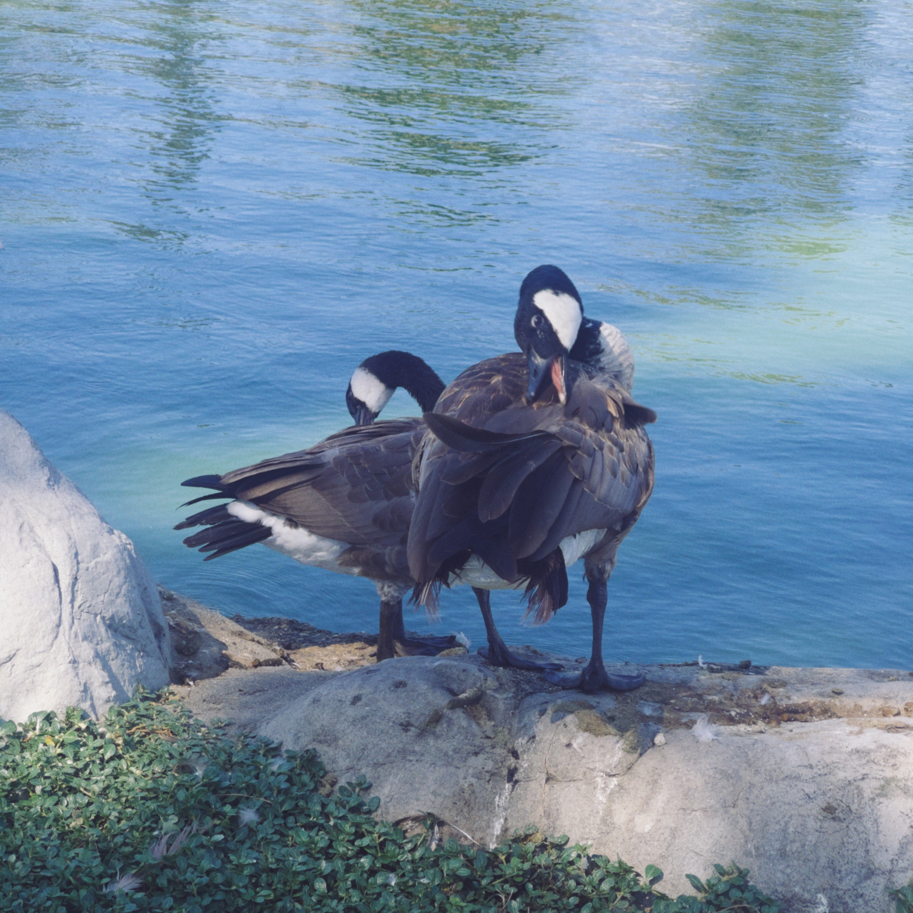 canadageese4