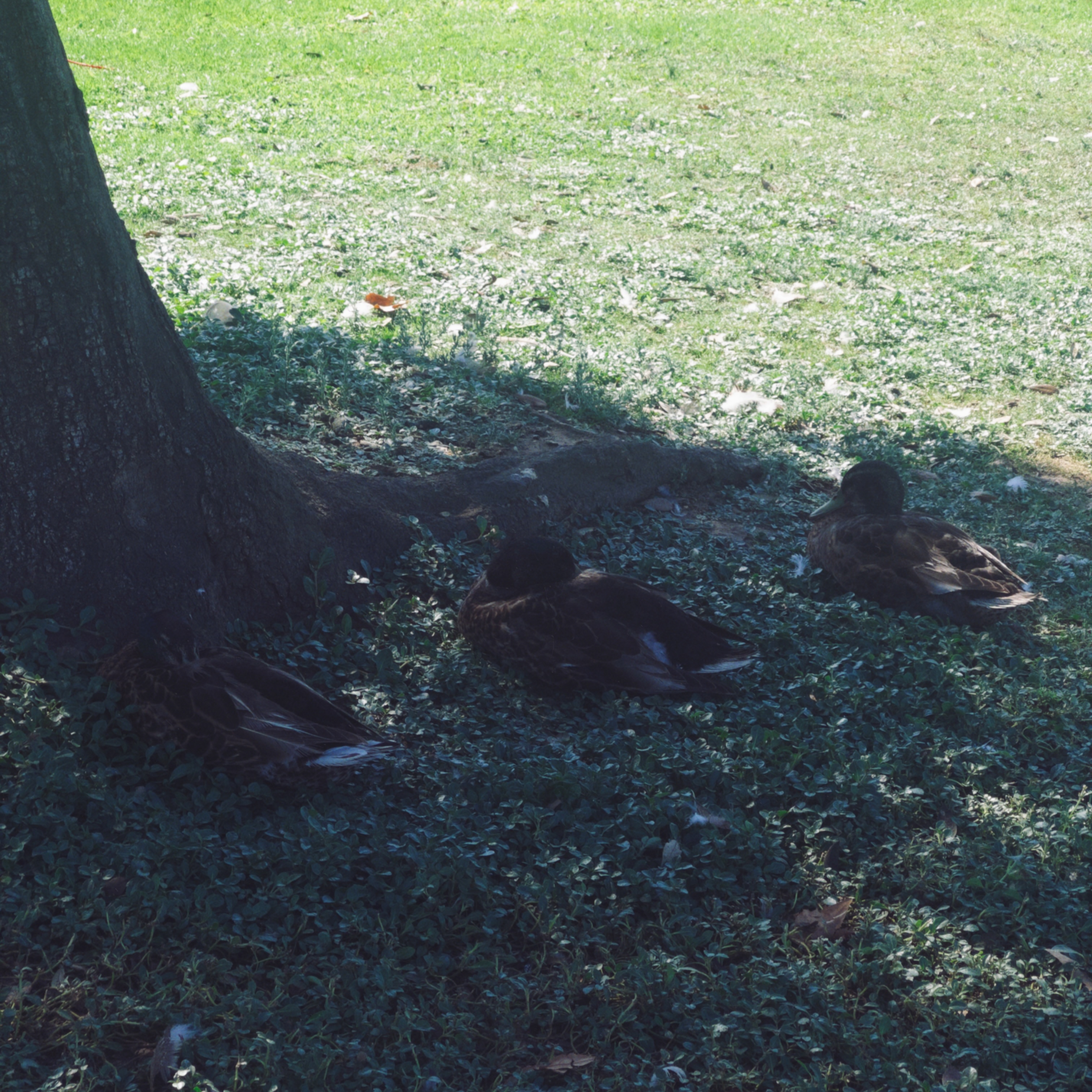 mallardducks