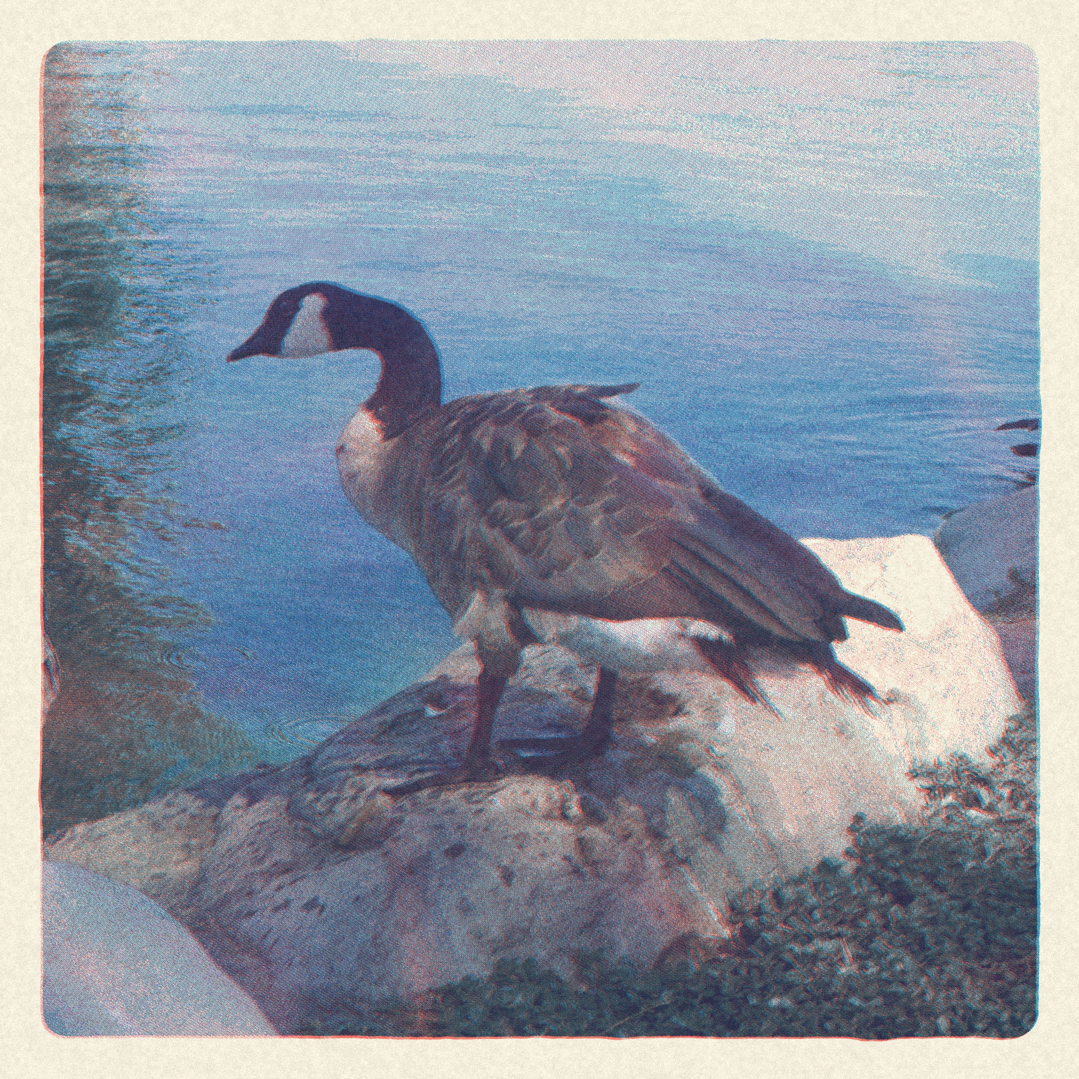 canadagoose1