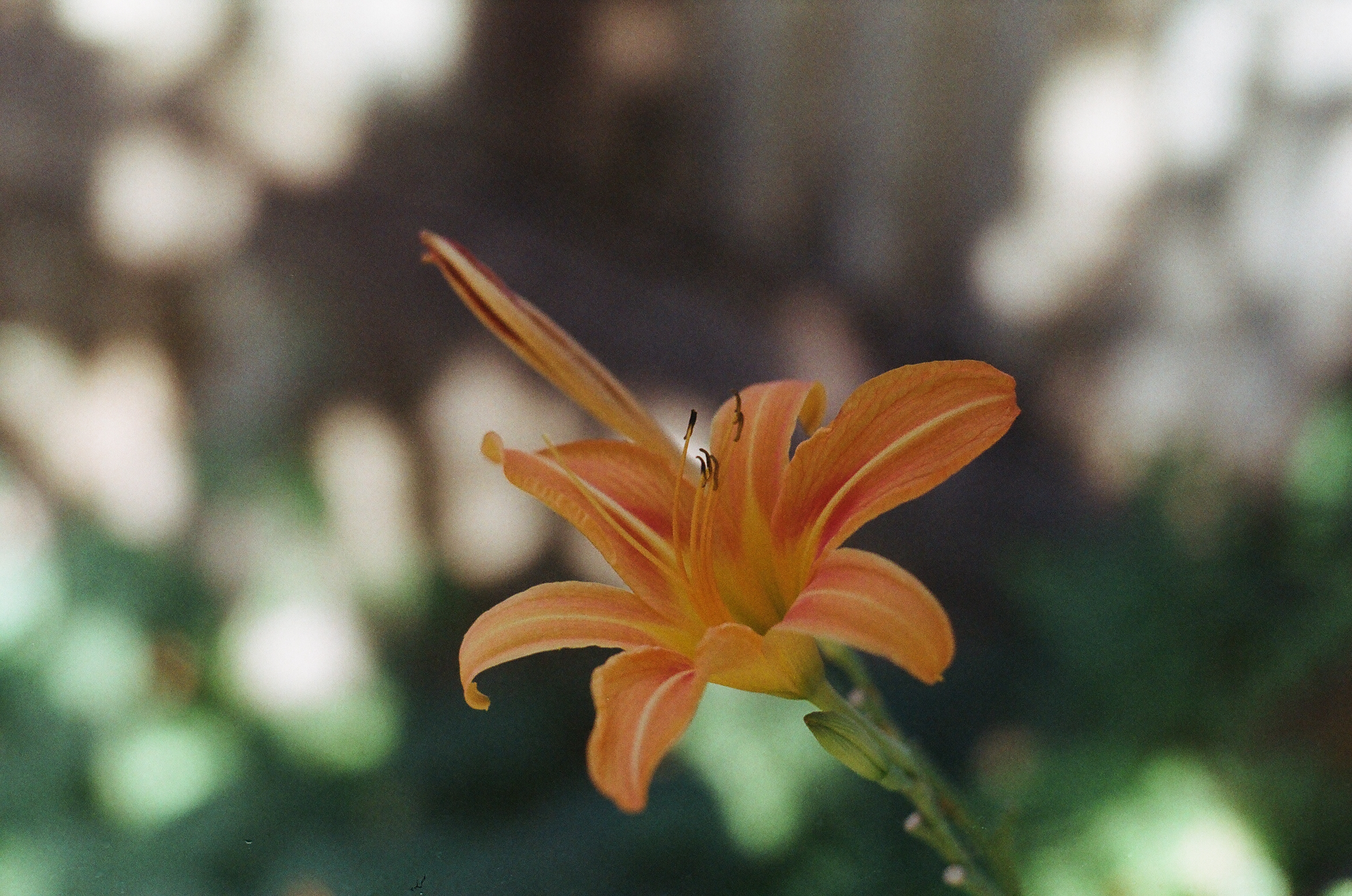 Orange lily flower