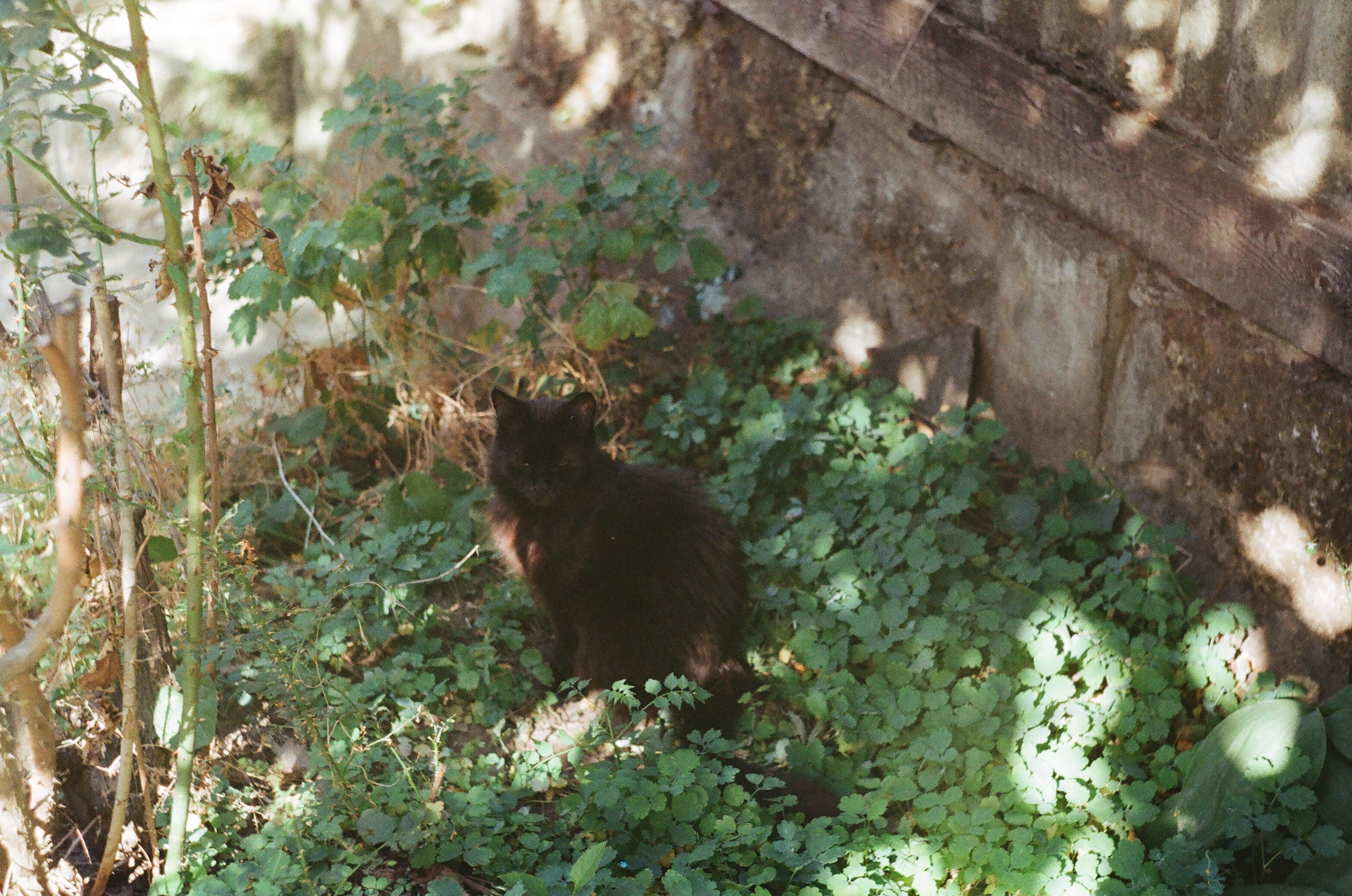 Black cat in the grass