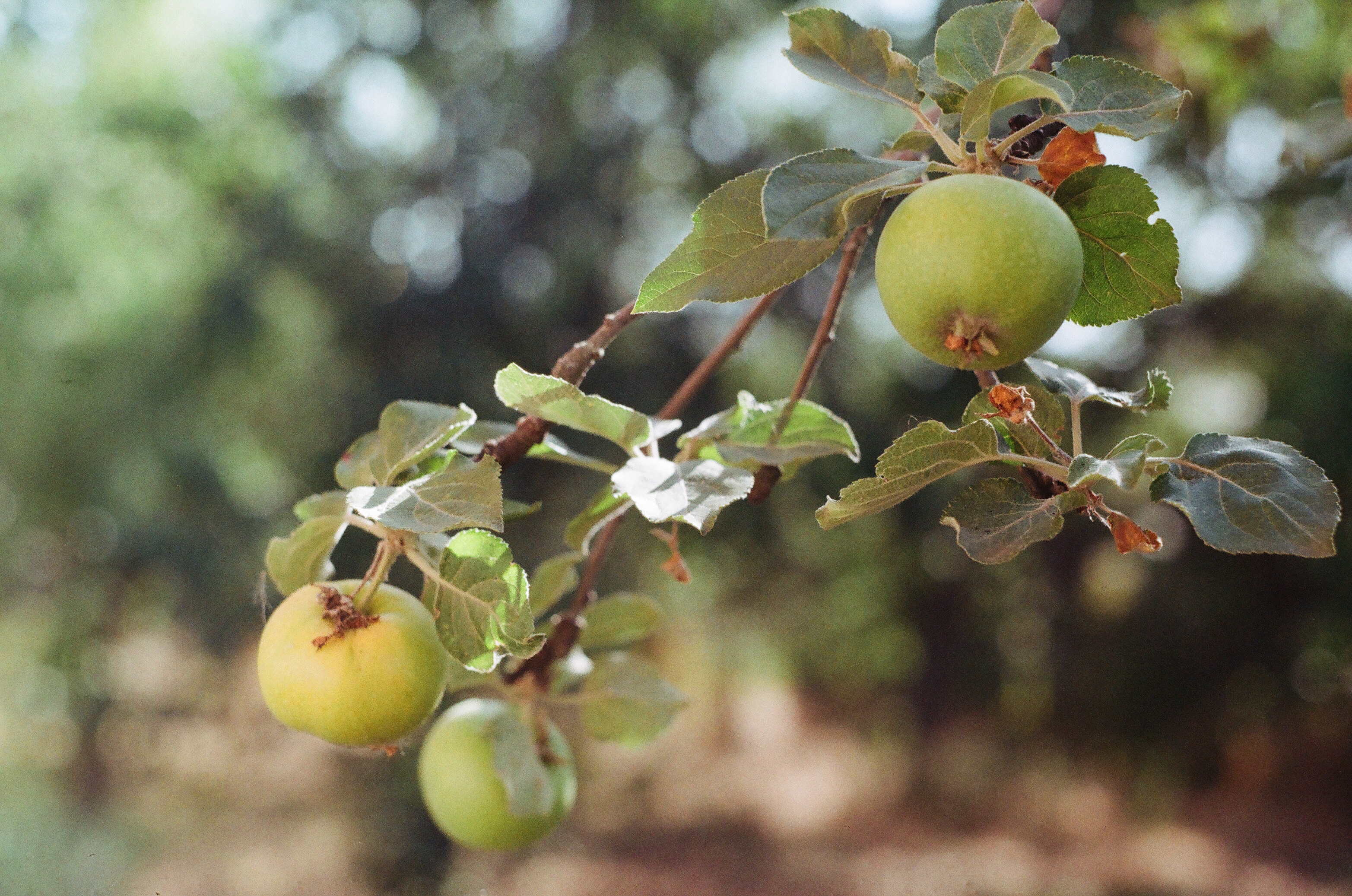 Apples on a branch