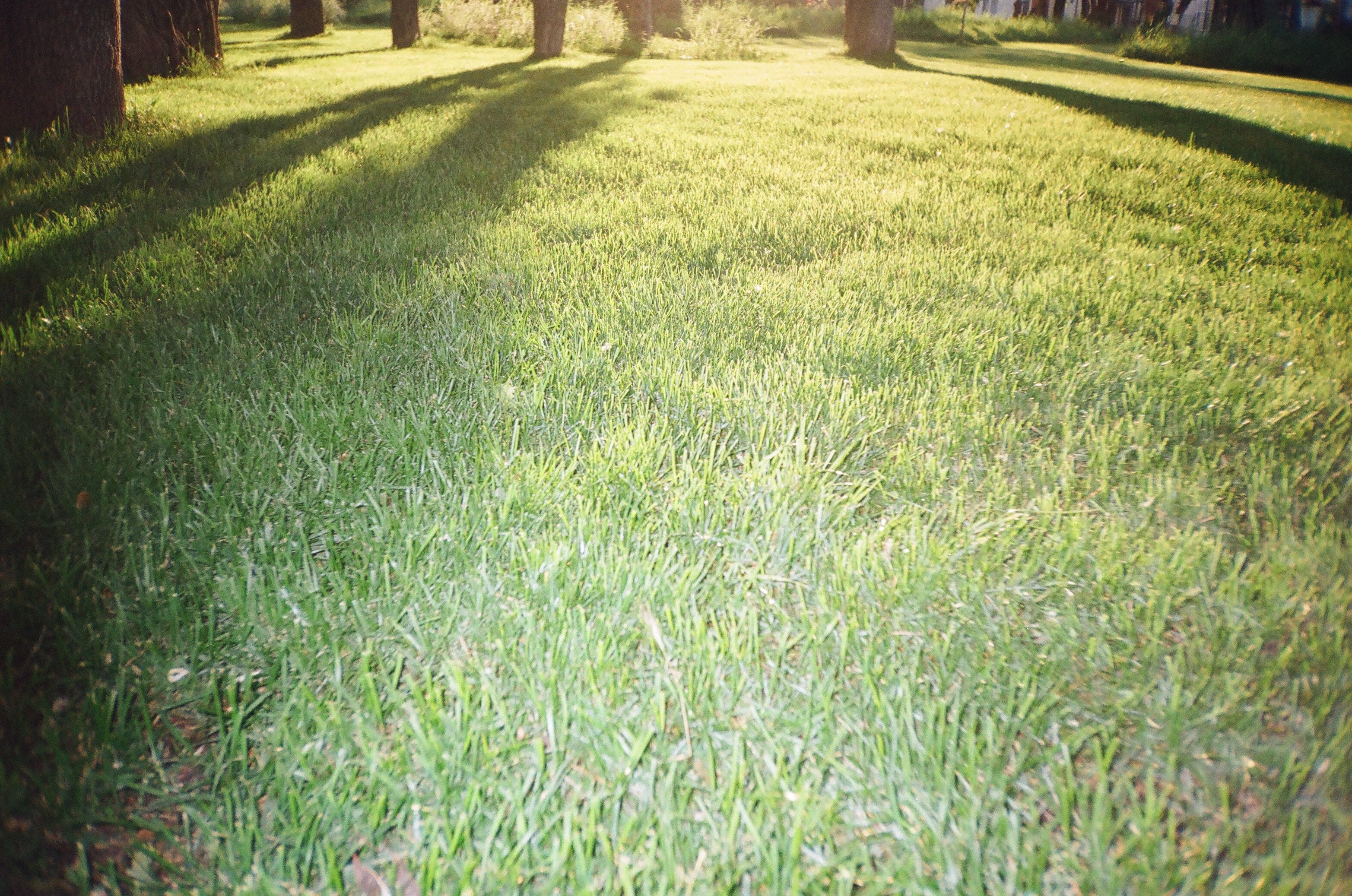 Flashy grass