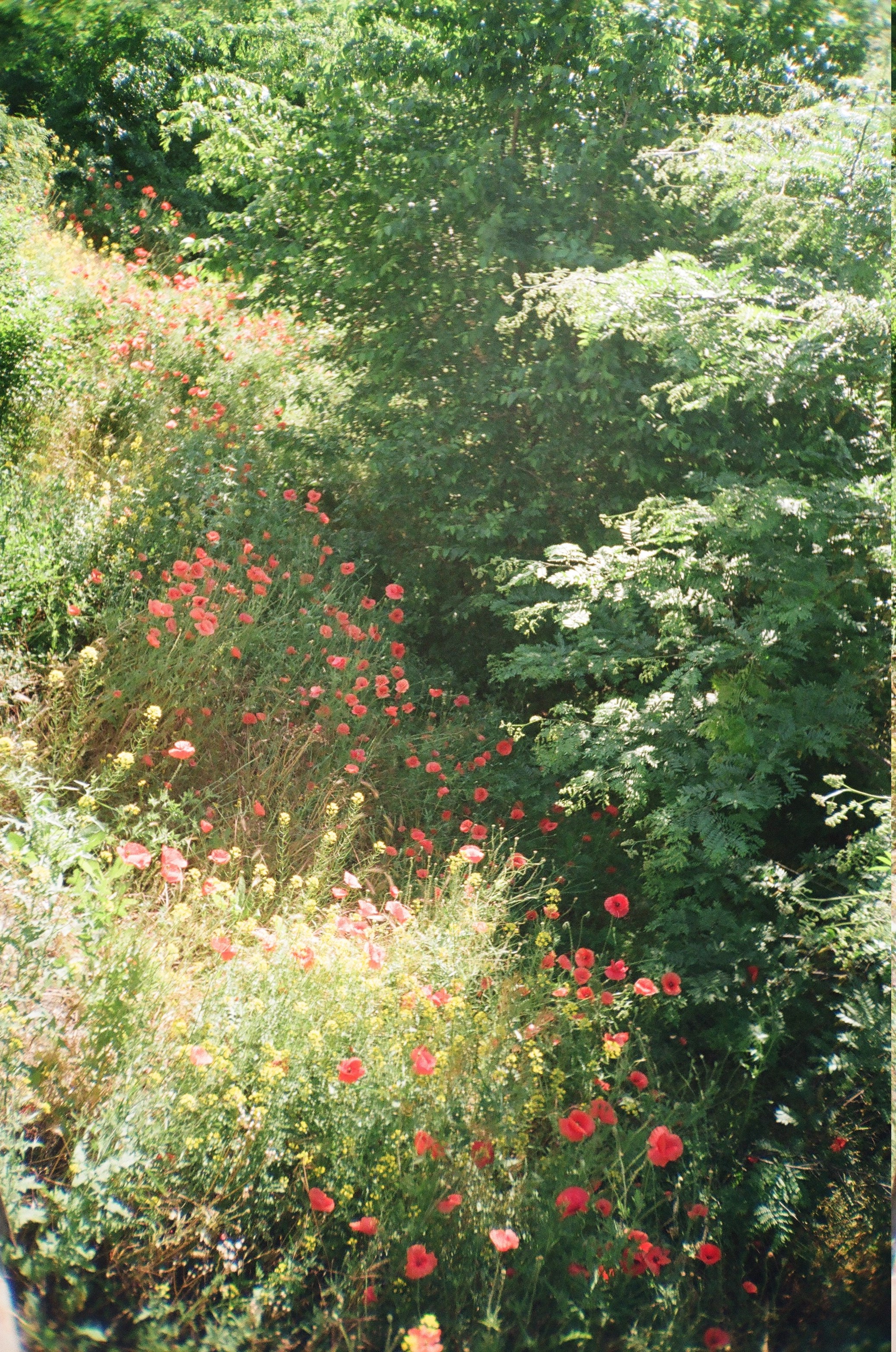 Poppies near the railroad