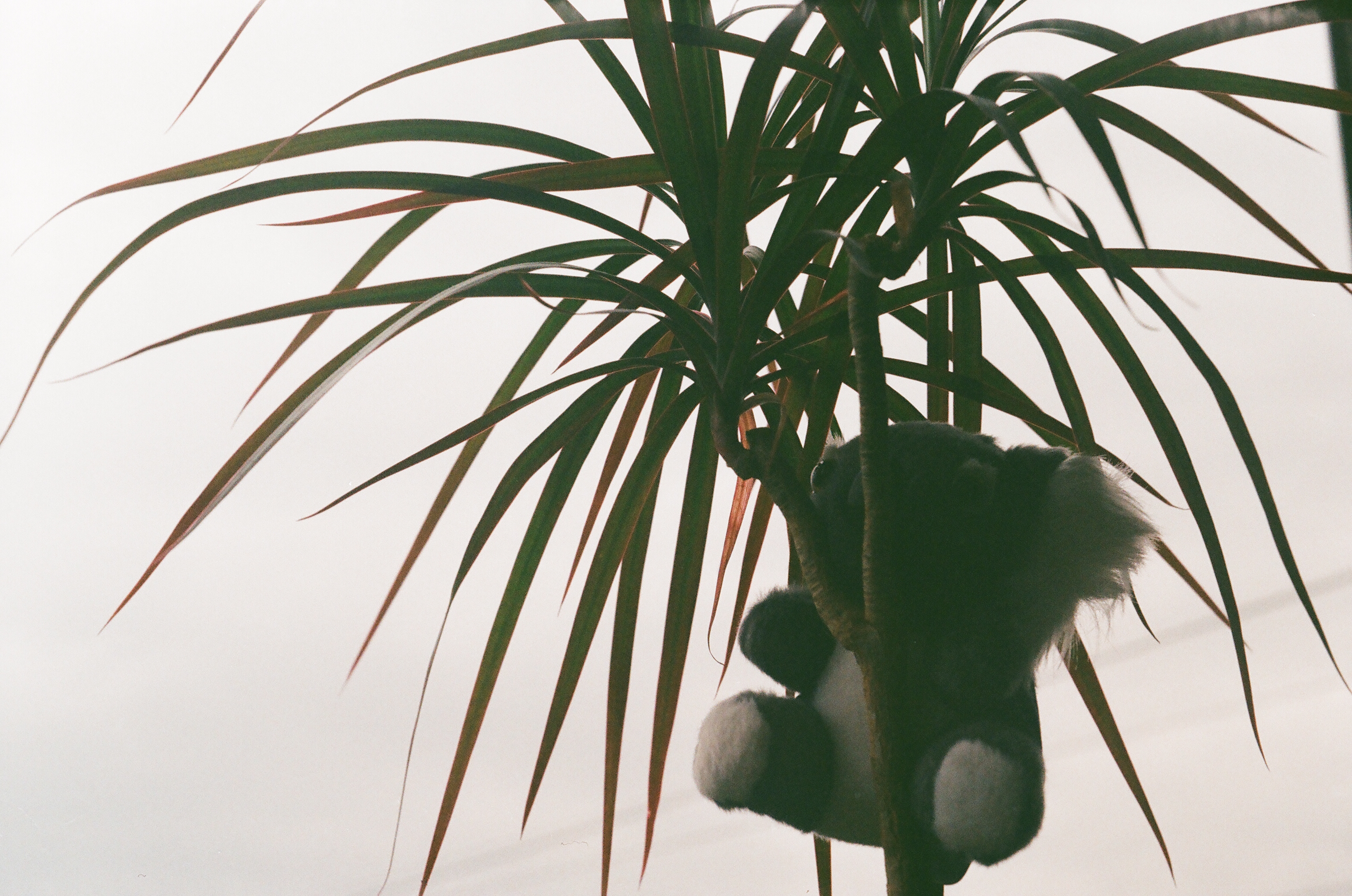 Plushy koala on a houseplant