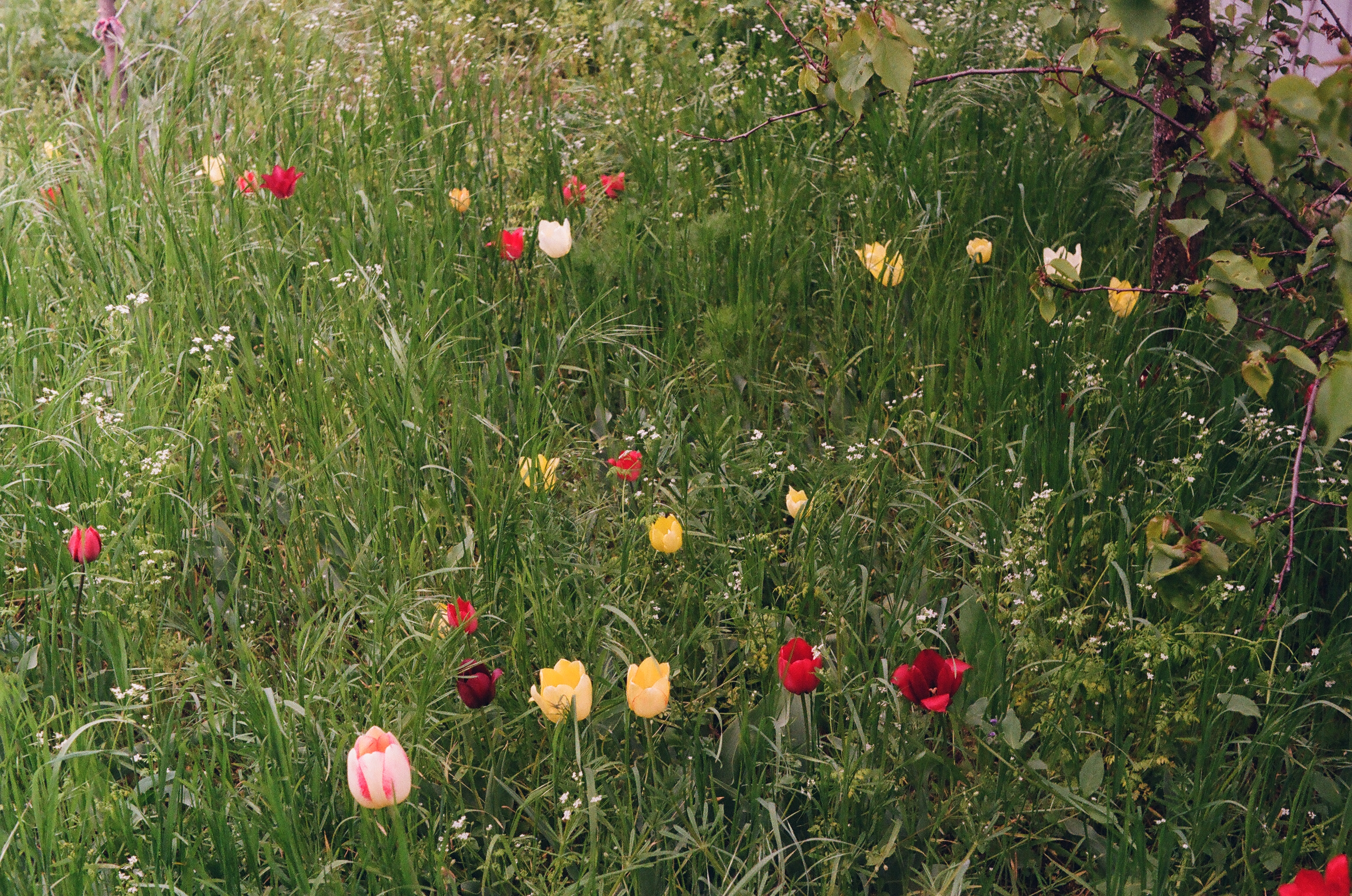 Colourful tulips