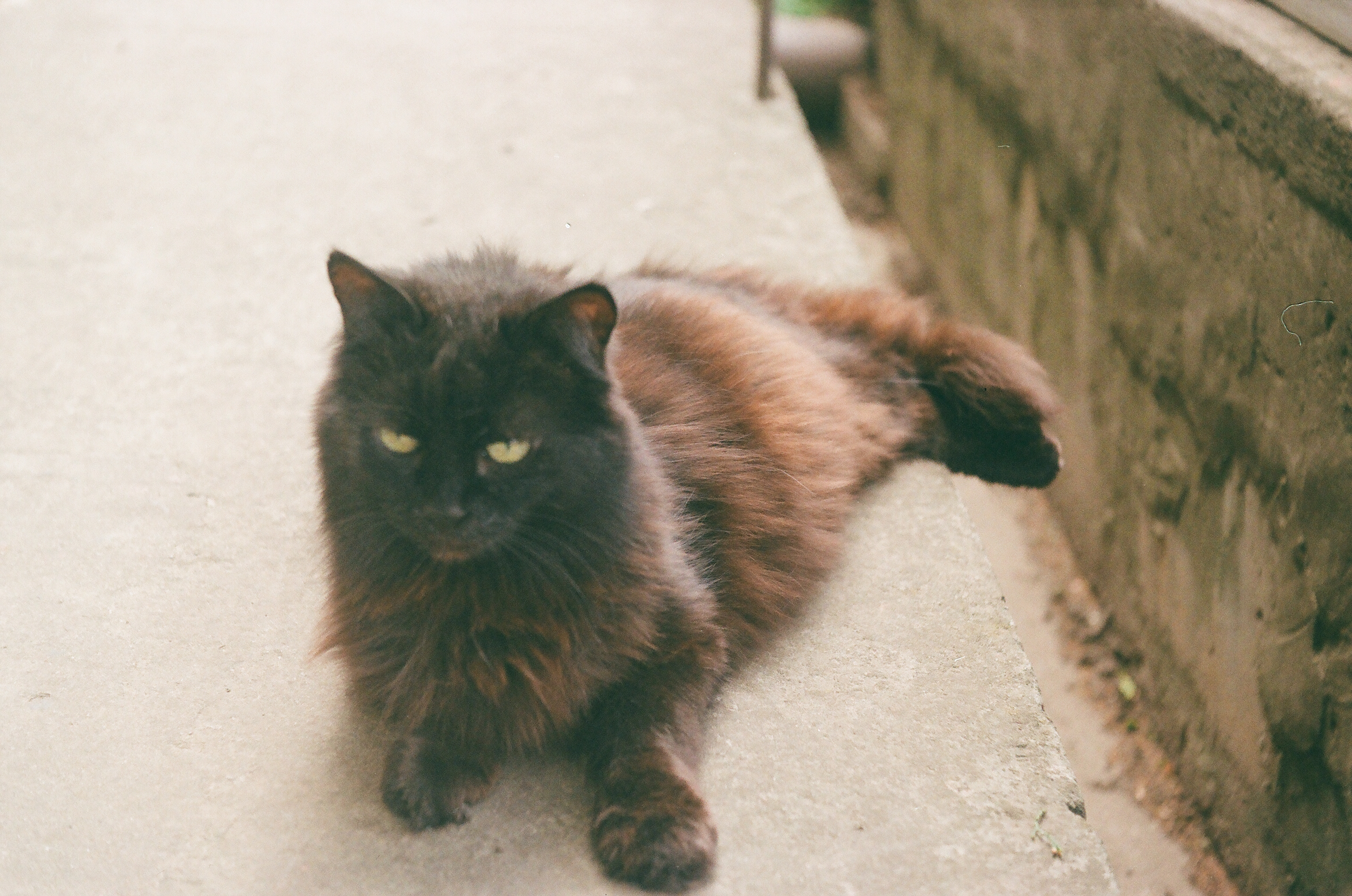 The same black cat but closer
