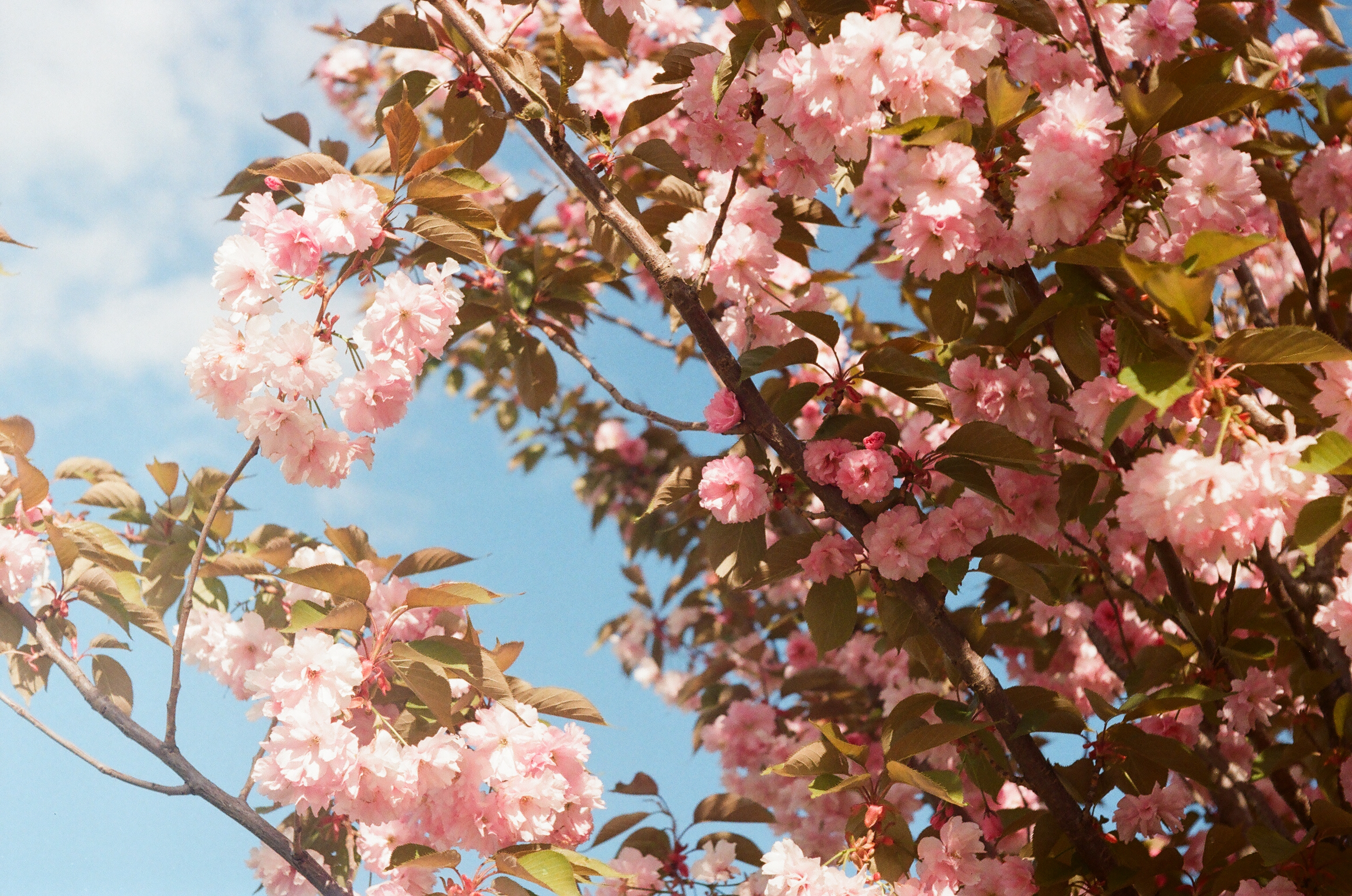 Dreamy blossom