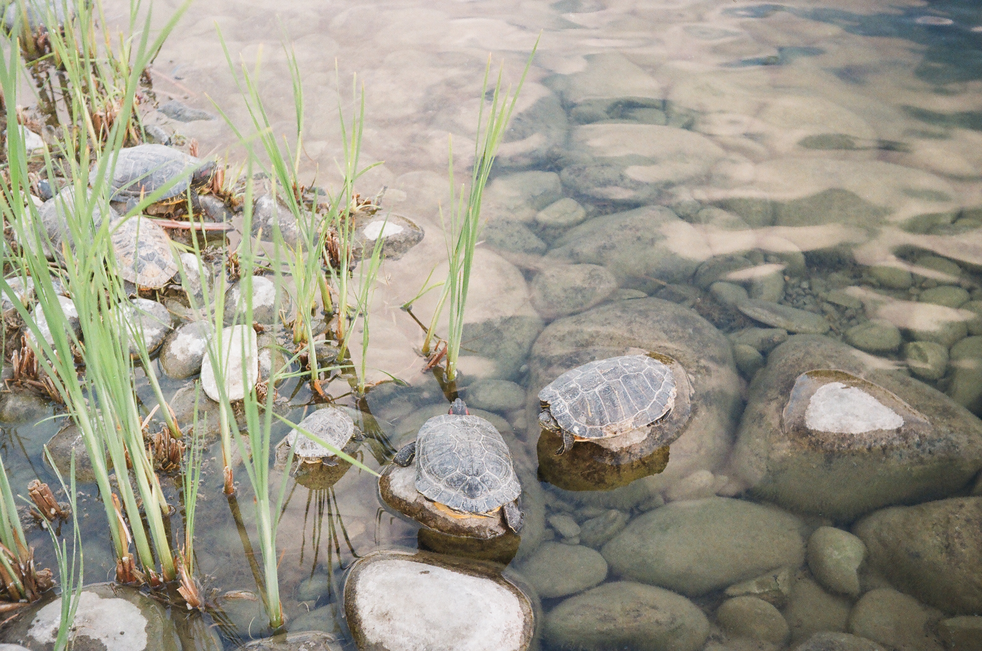 Turtles on the rocks