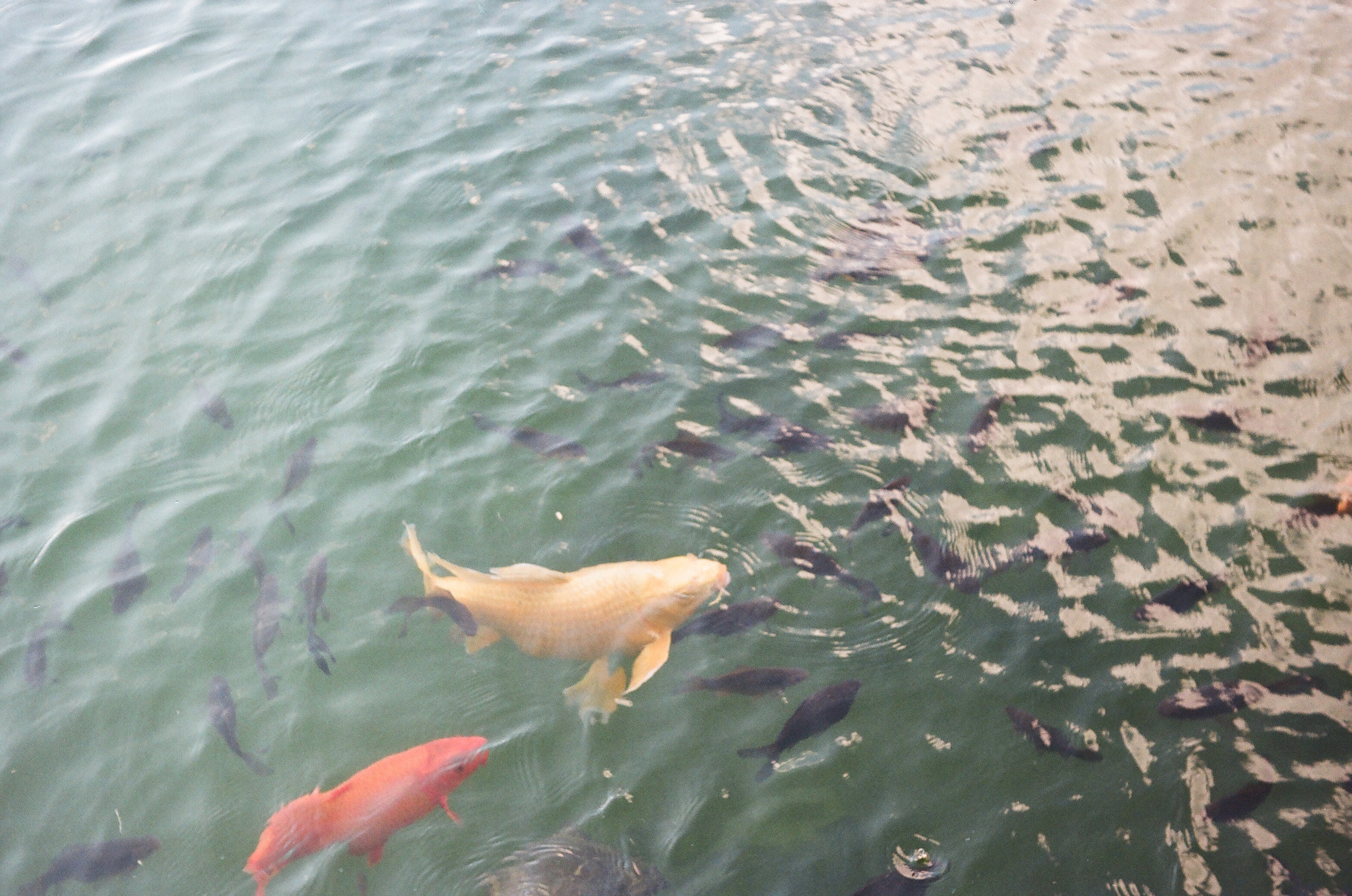 Fish in the pond
