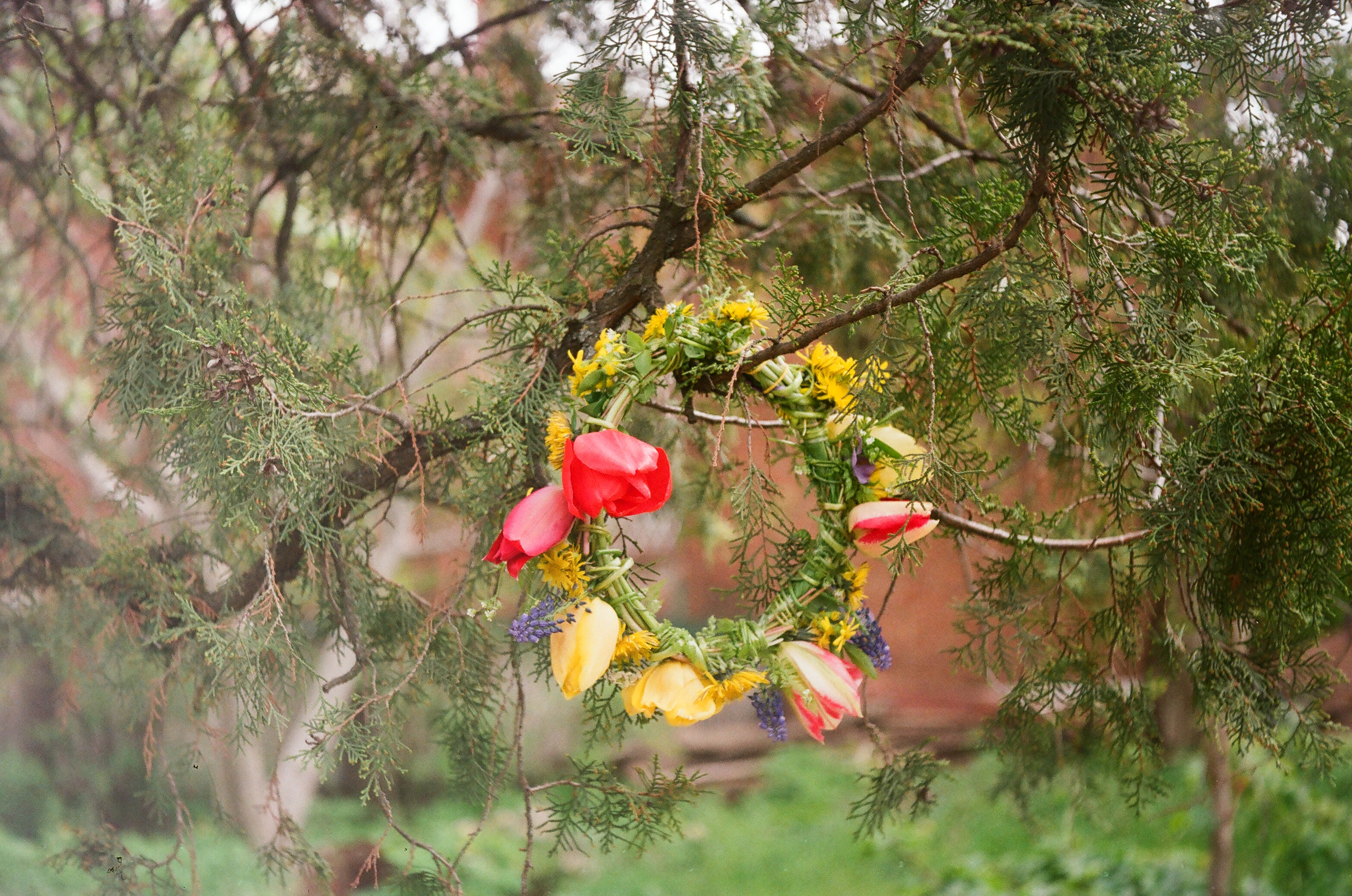 Tulip wreath hanging on a tree
