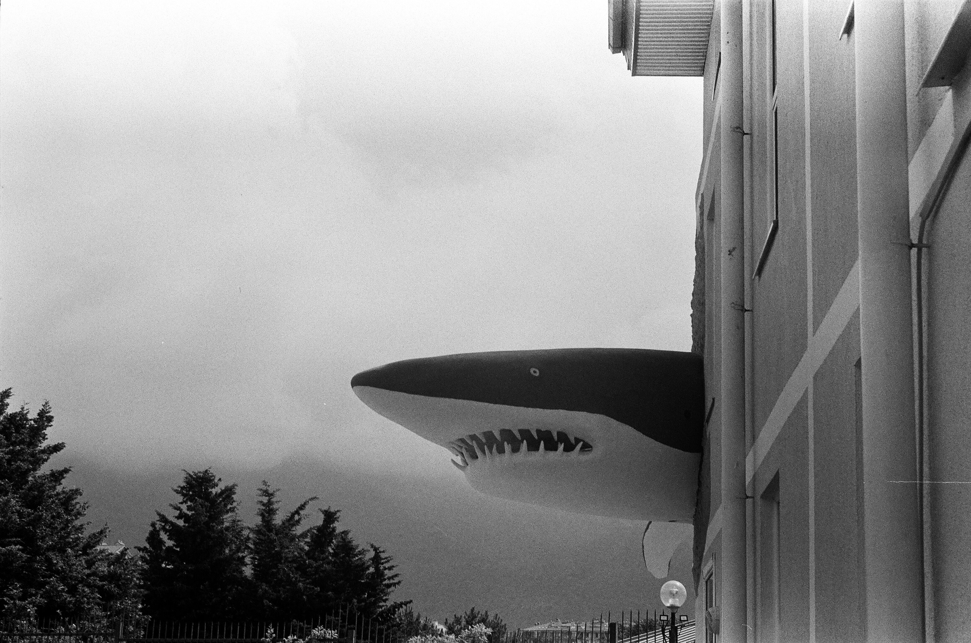 A shark breaks free