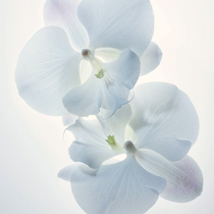 orchids