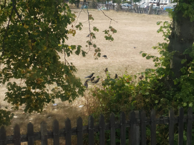 Murder of Crows