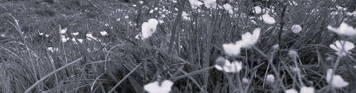 Björke Gudmun's banner