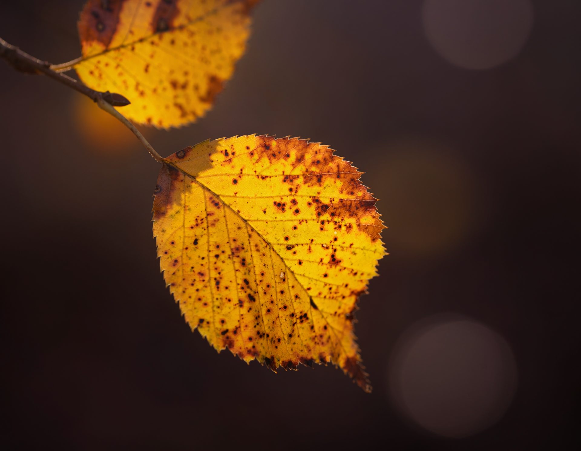 Golden Autumn Leaves in Macro