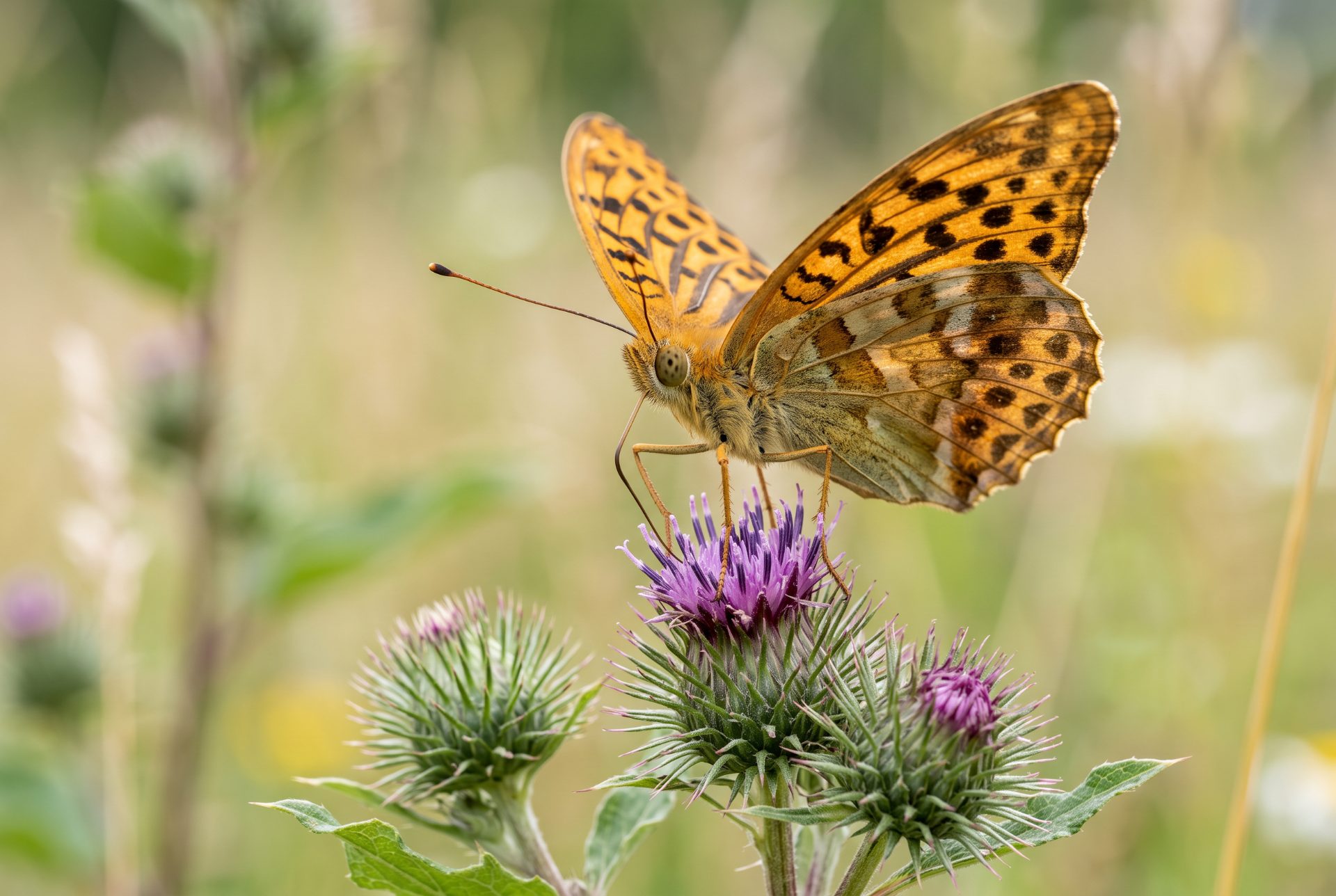 Silver-Washed Fritillary on Thistle