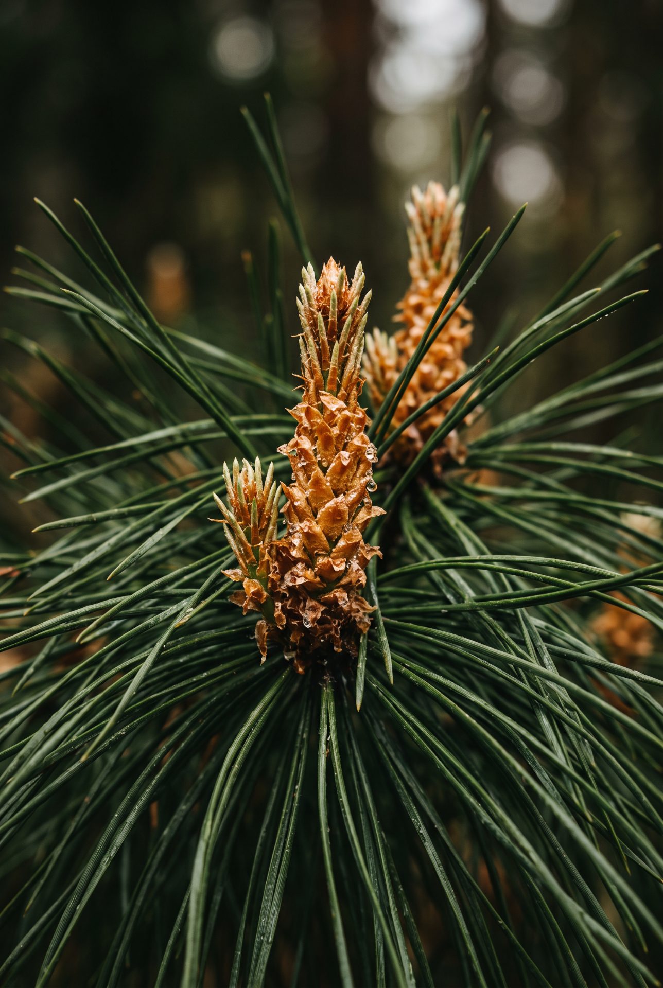 Emerging Pine Candles in Spring