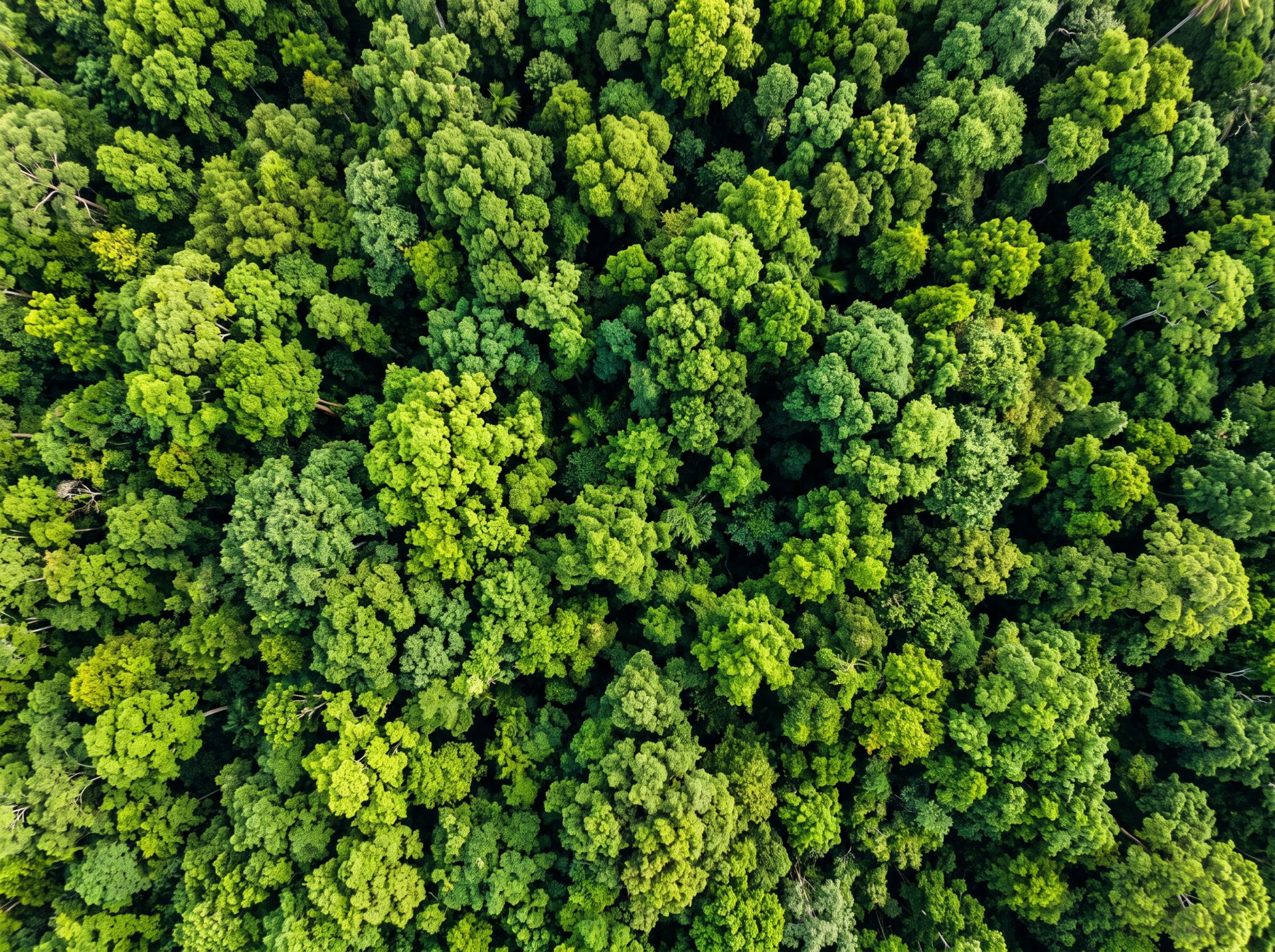 Verdant Rainforest Canopy Aerial View