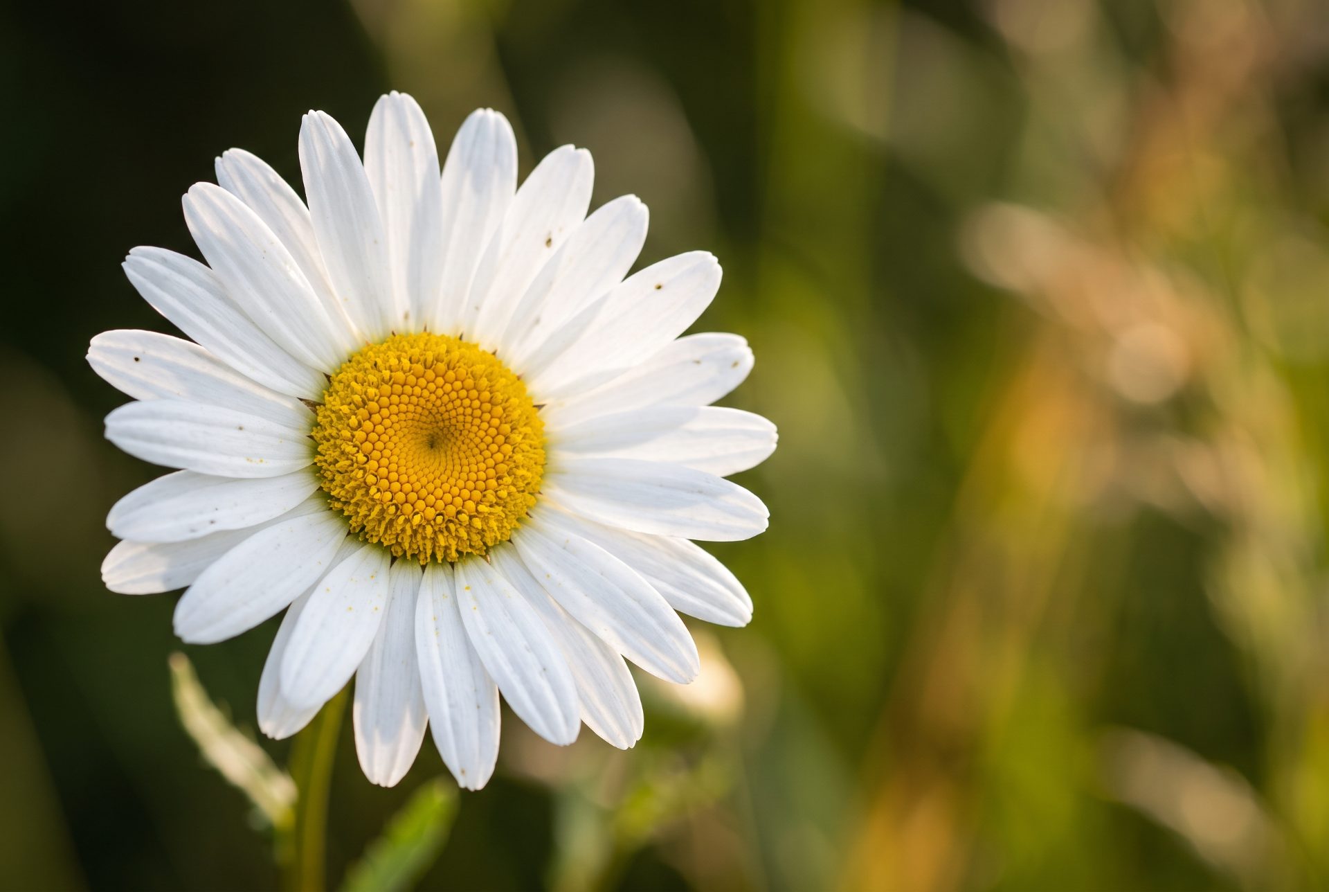 Radiant White Daisy in Bloom